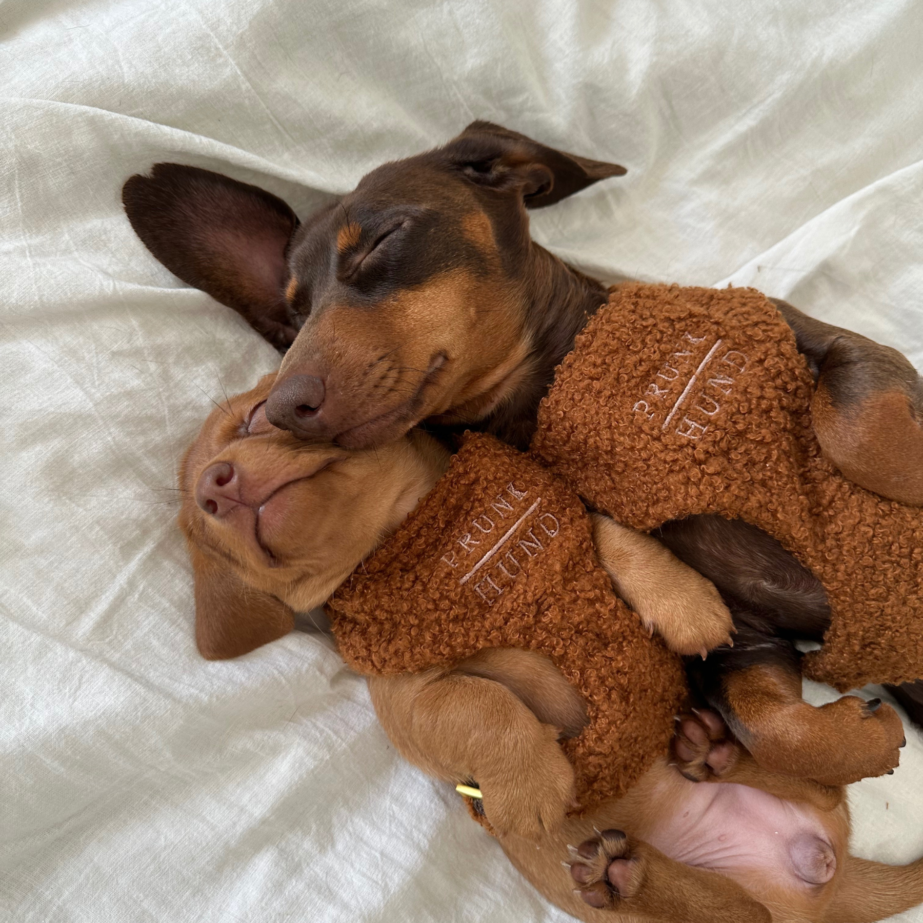TEDDY caramel soft harness
