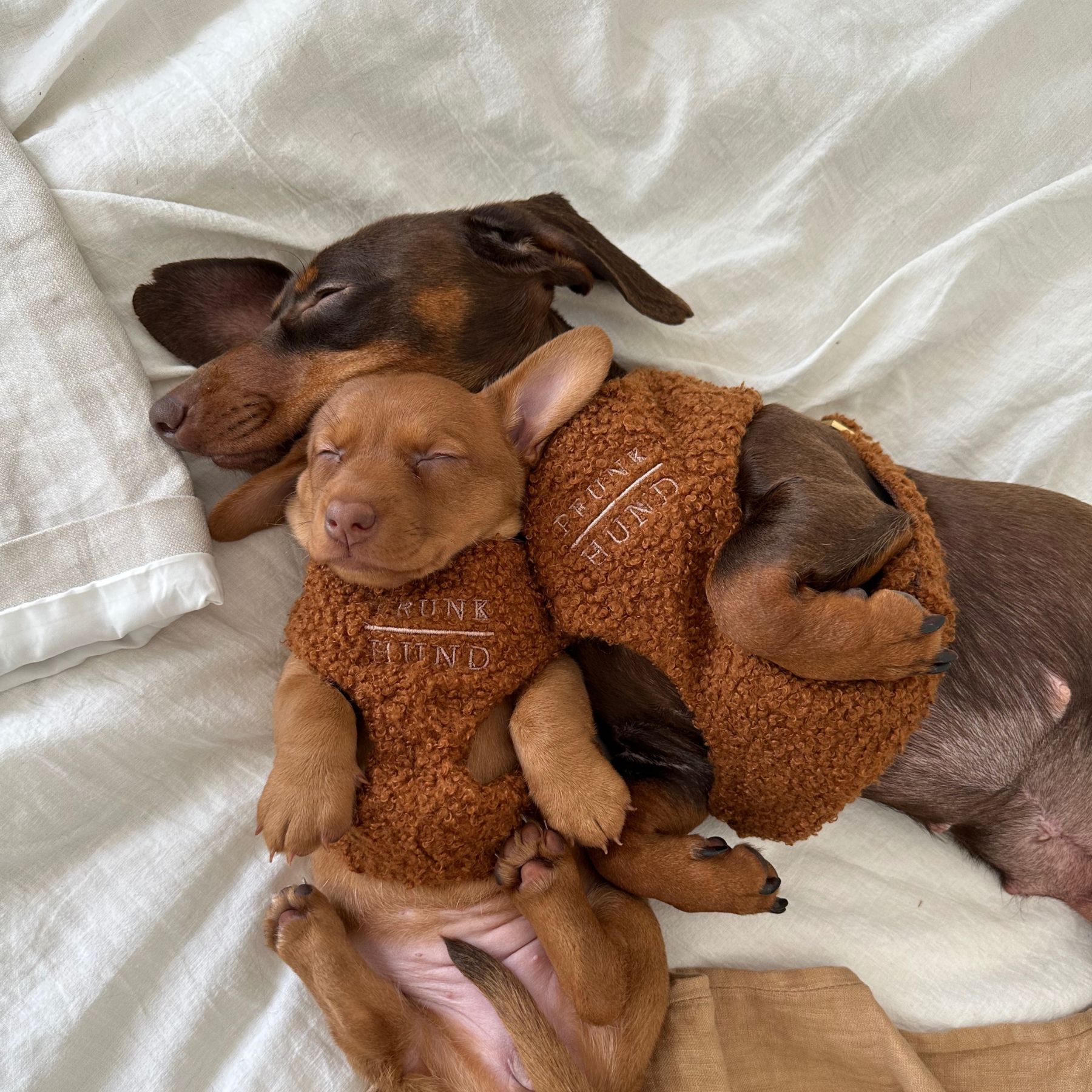 TEDDY caramel soft harness