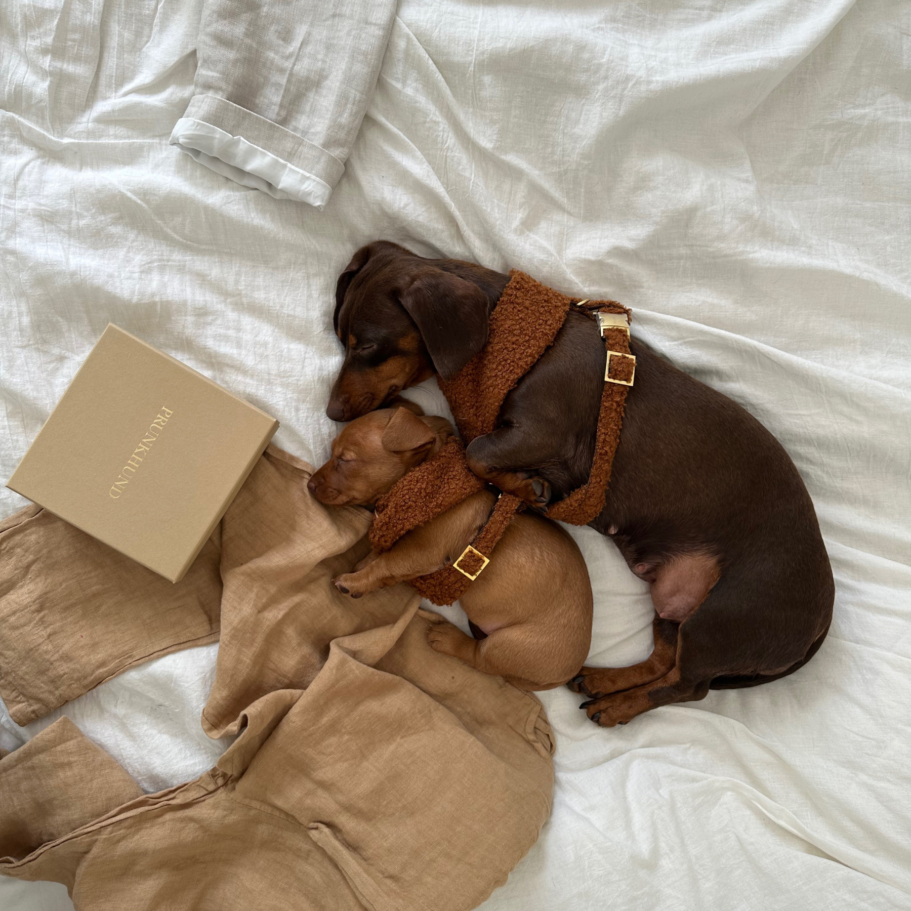 TEDDY caramel soft harness
