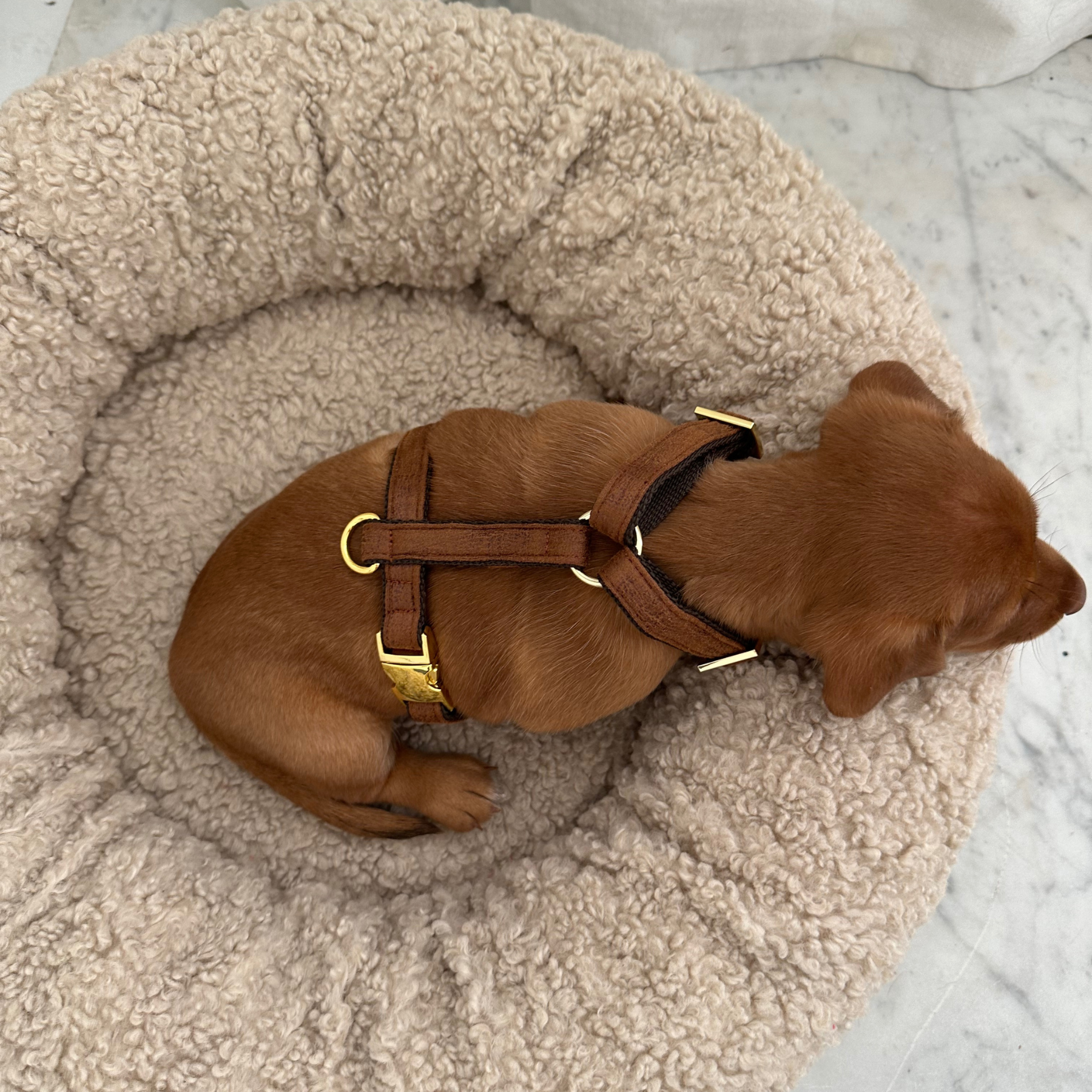 TRAVELER dog harness