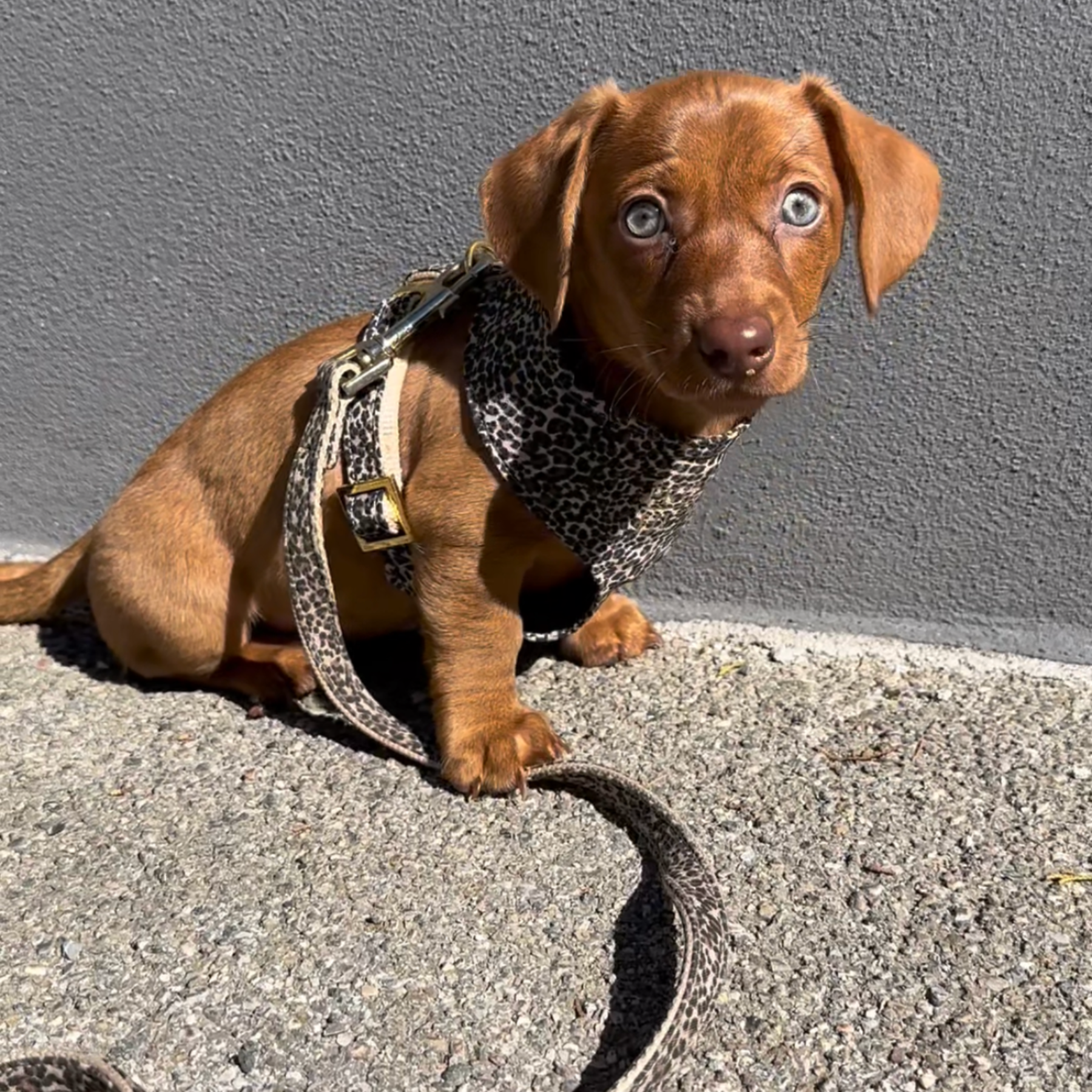 WILD LIFE soft harness