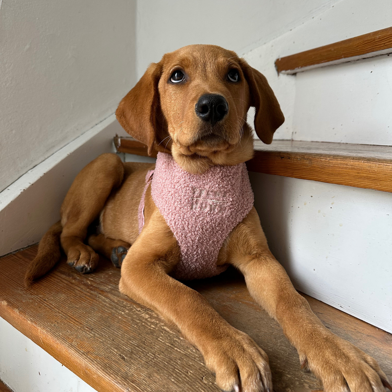 TEDDY blush soft harness