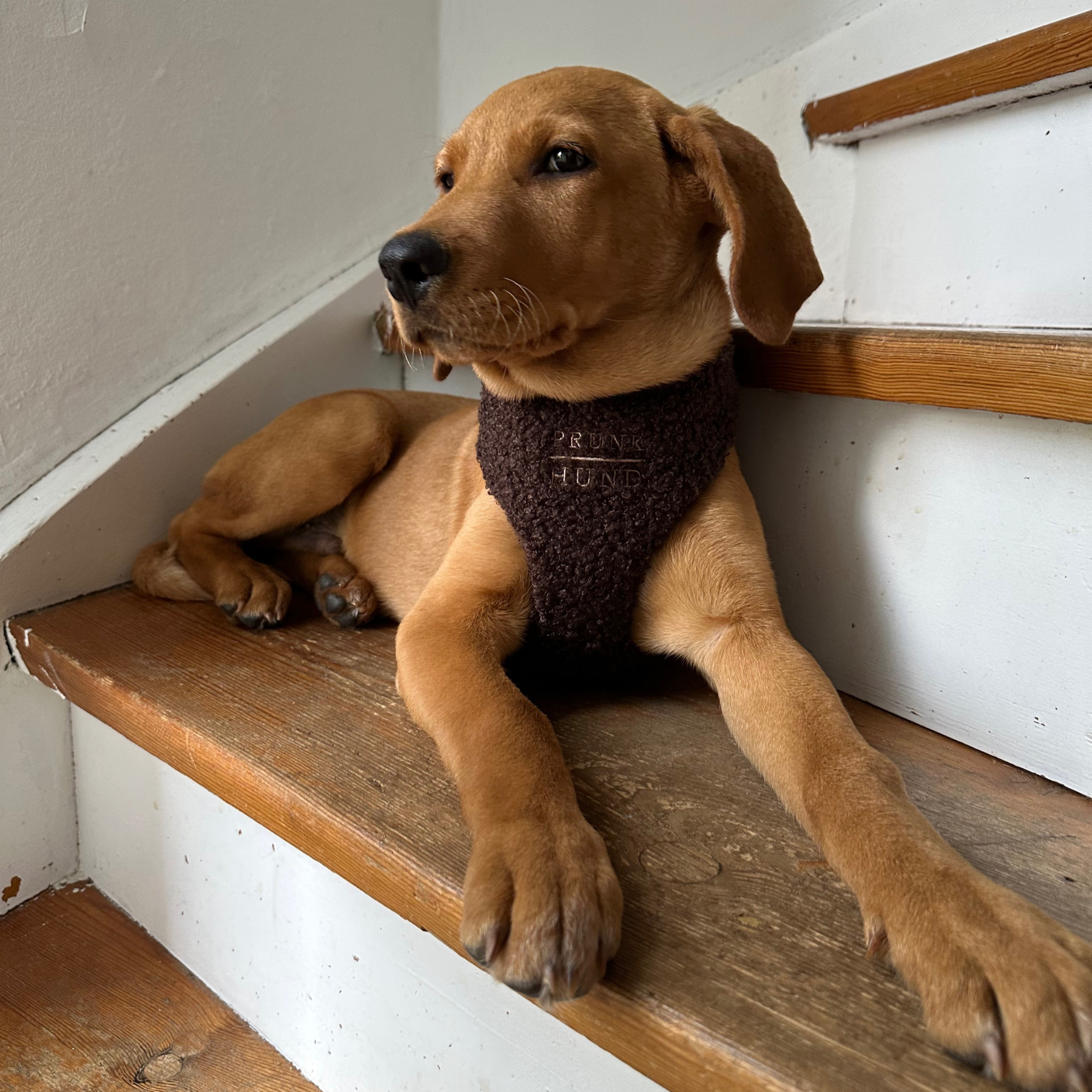 TEDDY mocca soft harness