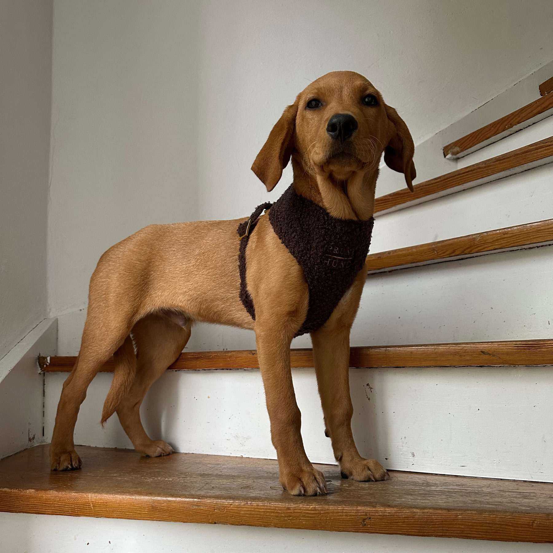 TEDDY mocca soft harness