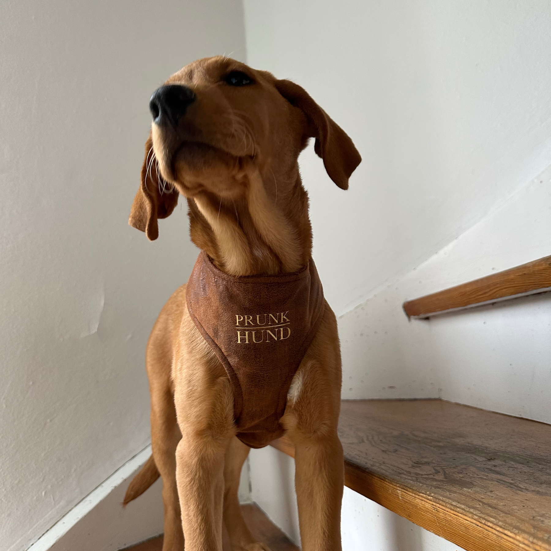 TRAVELER soft harness