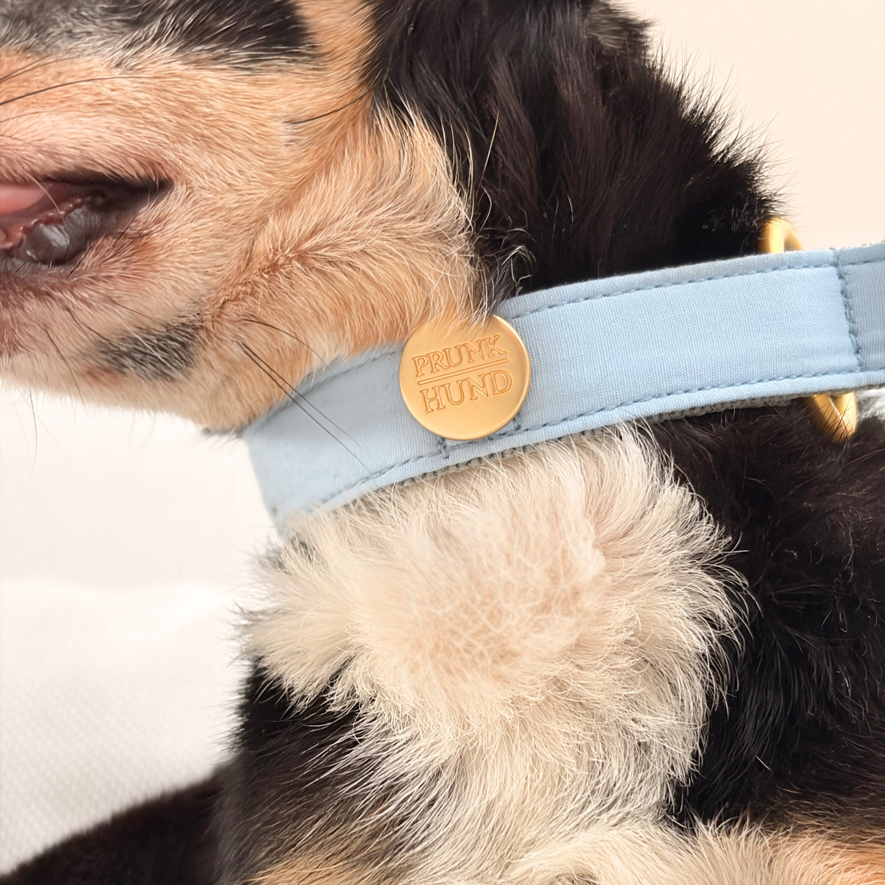 martingale collar WILD LIFE