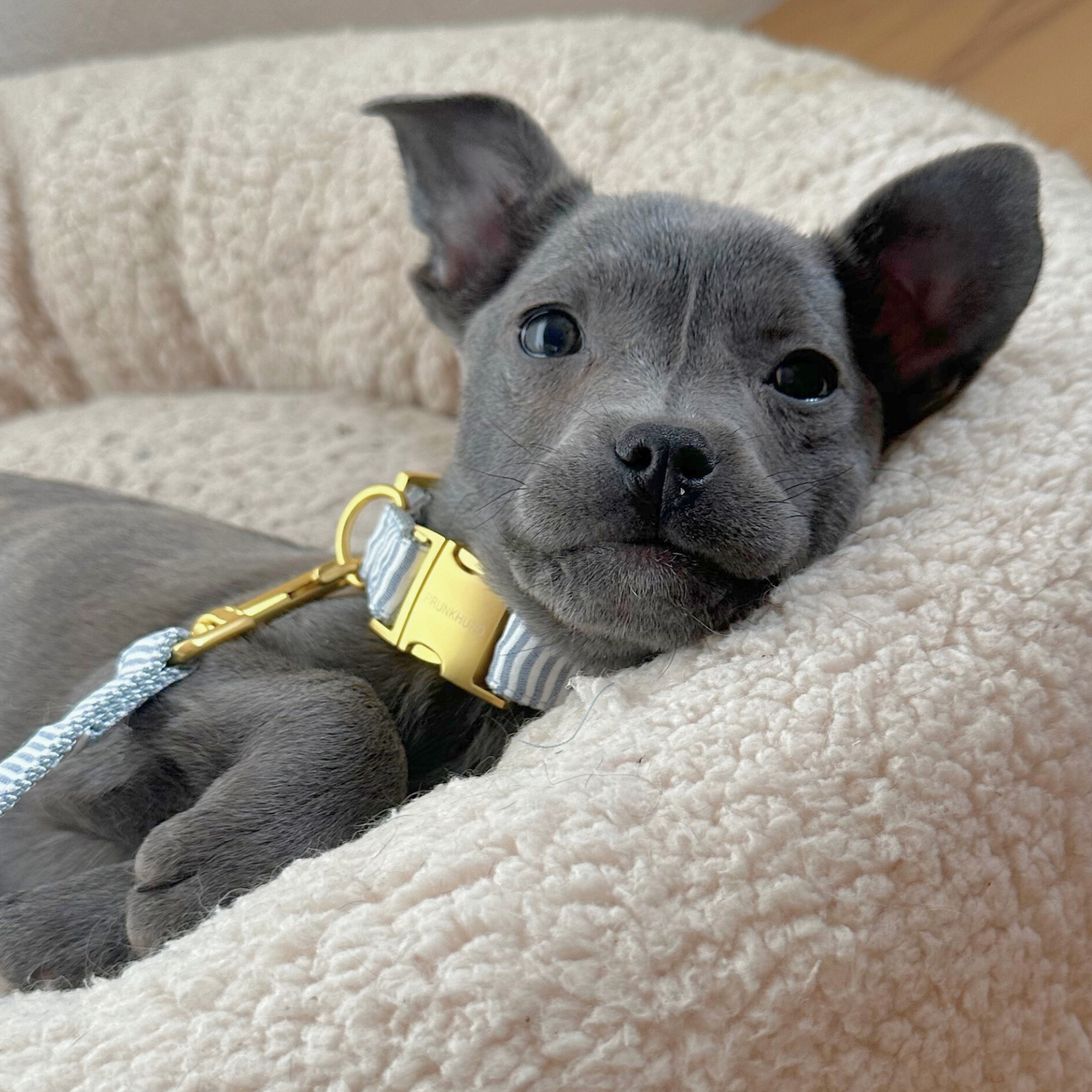 Halsband RIVIERA blue