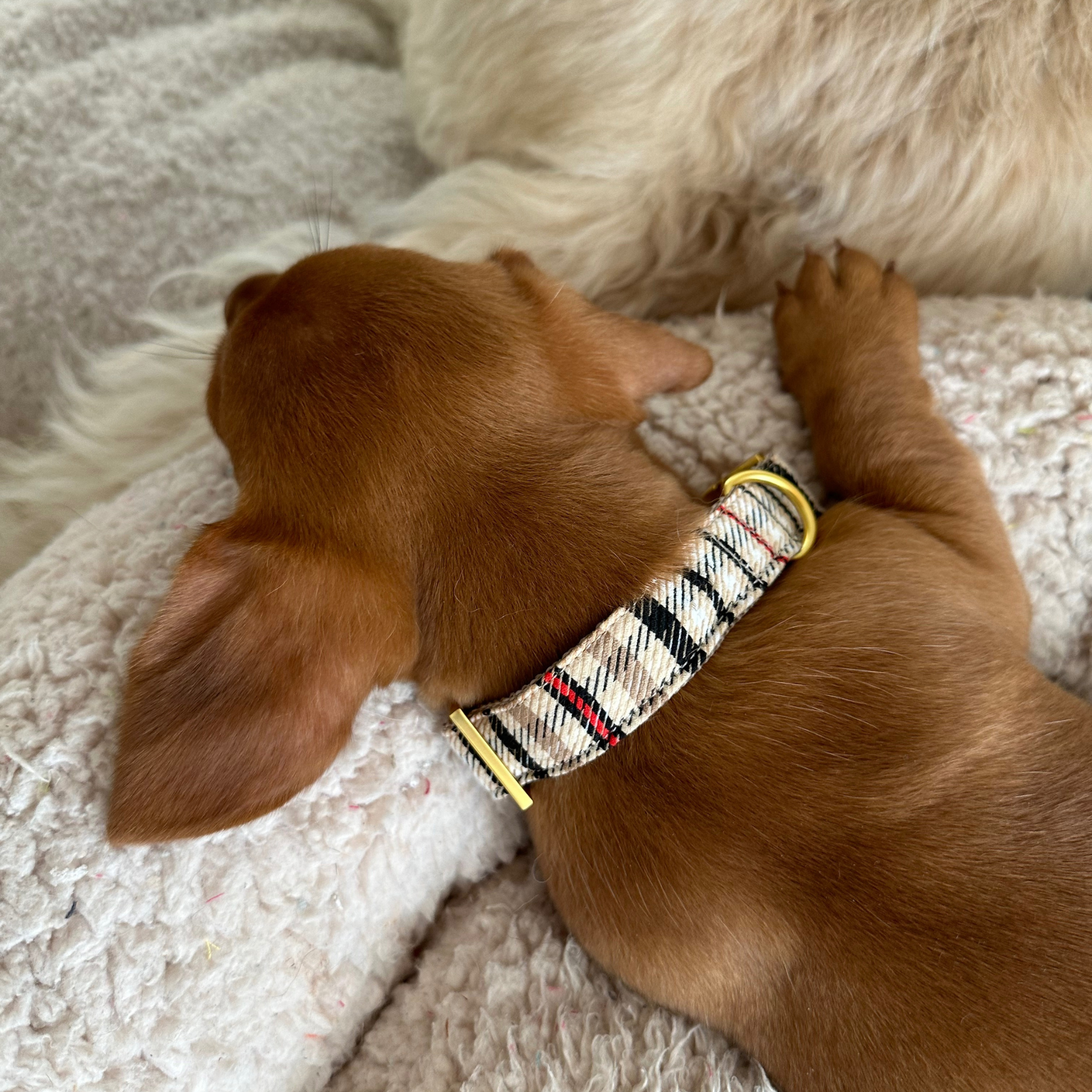 CLASSIC collar