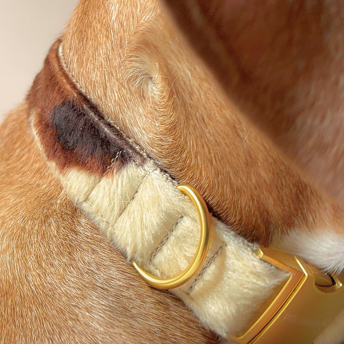 Halsband RODEO