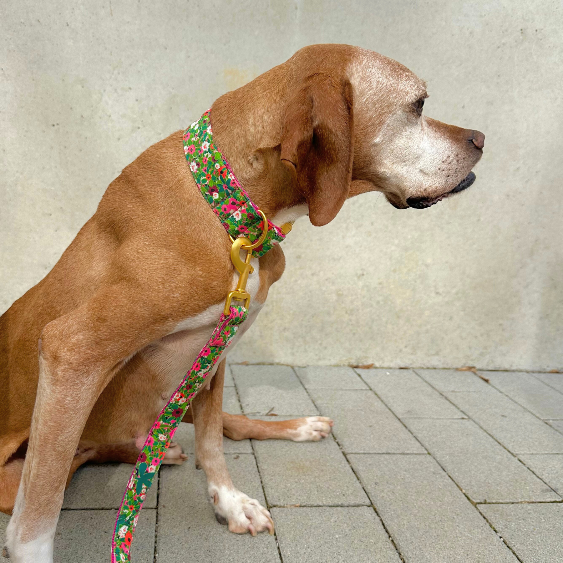 POPPY leash
