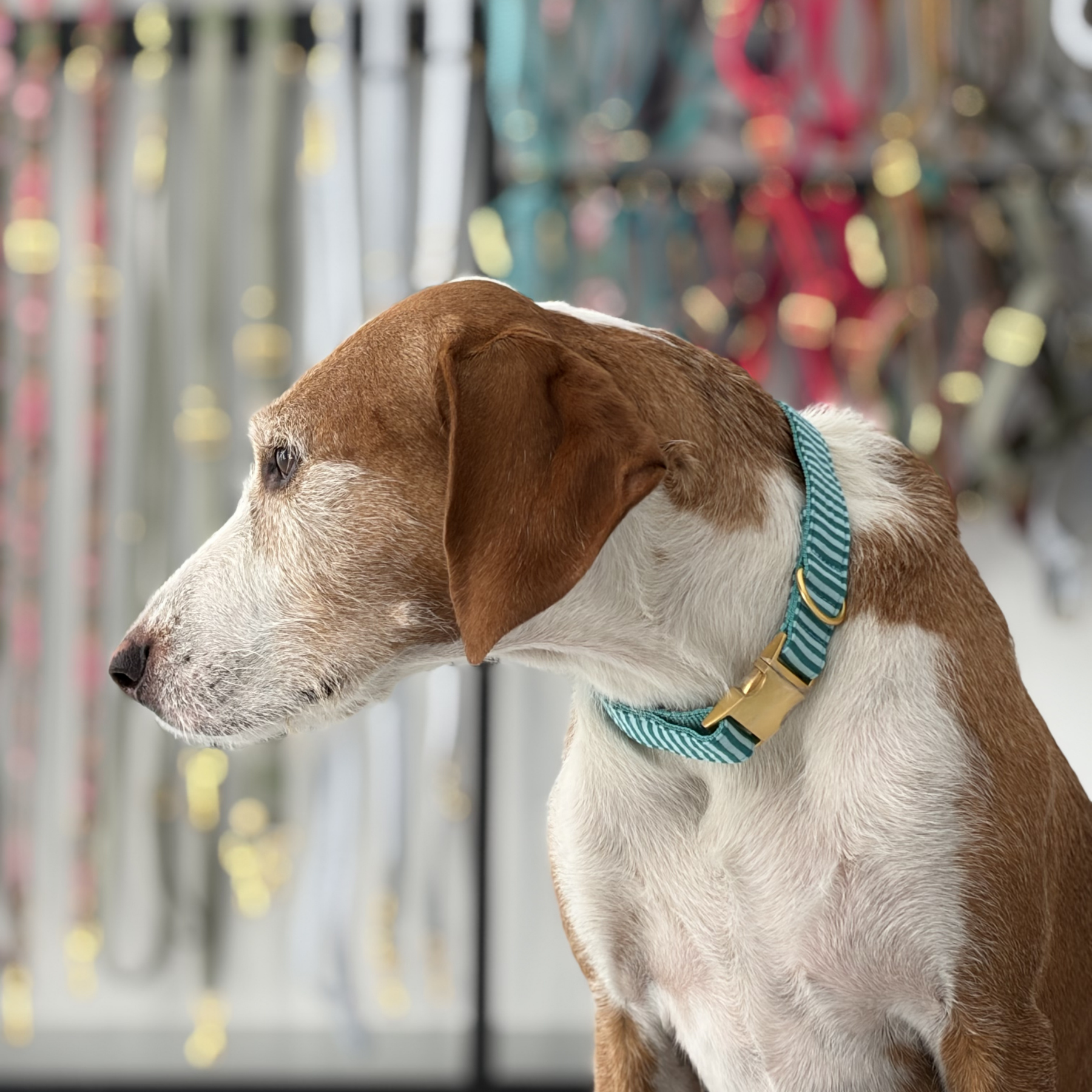 BASIC olive collar