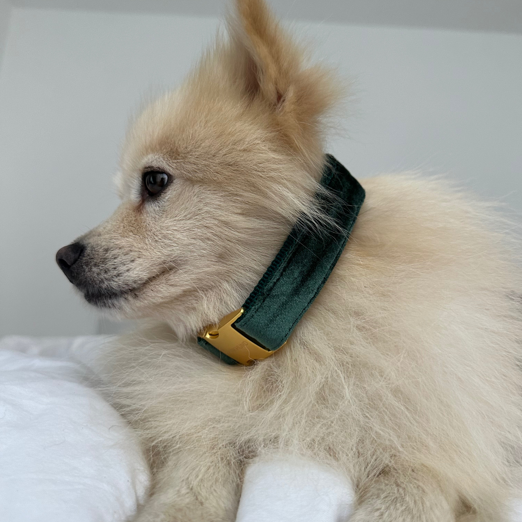 Halsband PINE