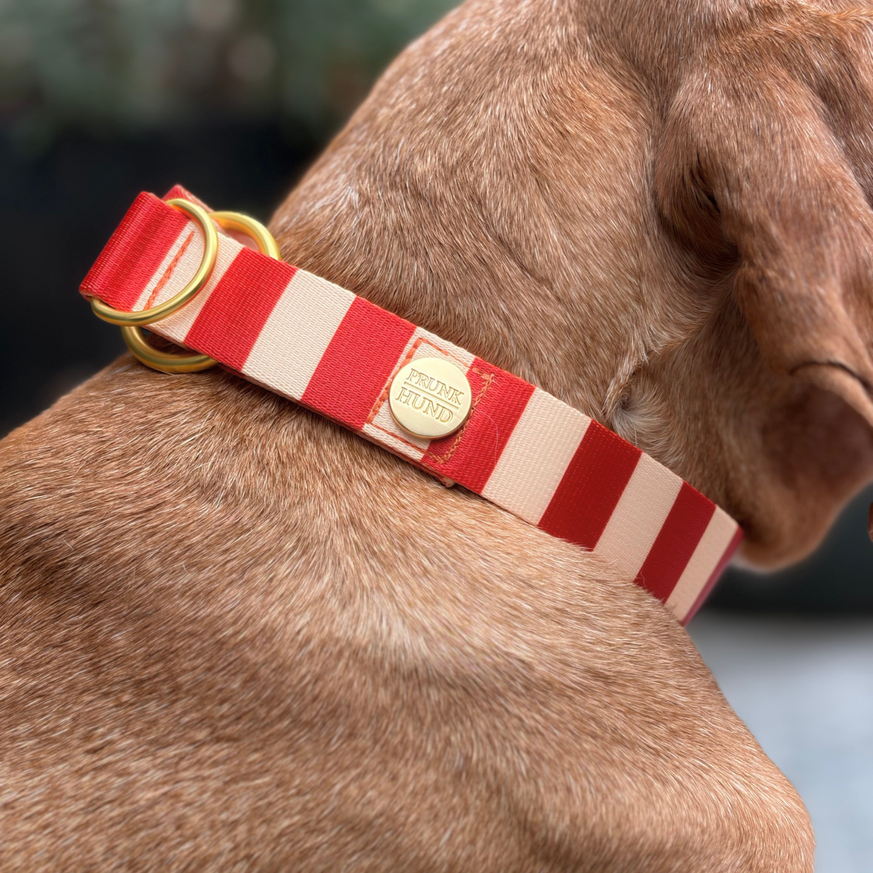 Zugstopp Halsband LAGO