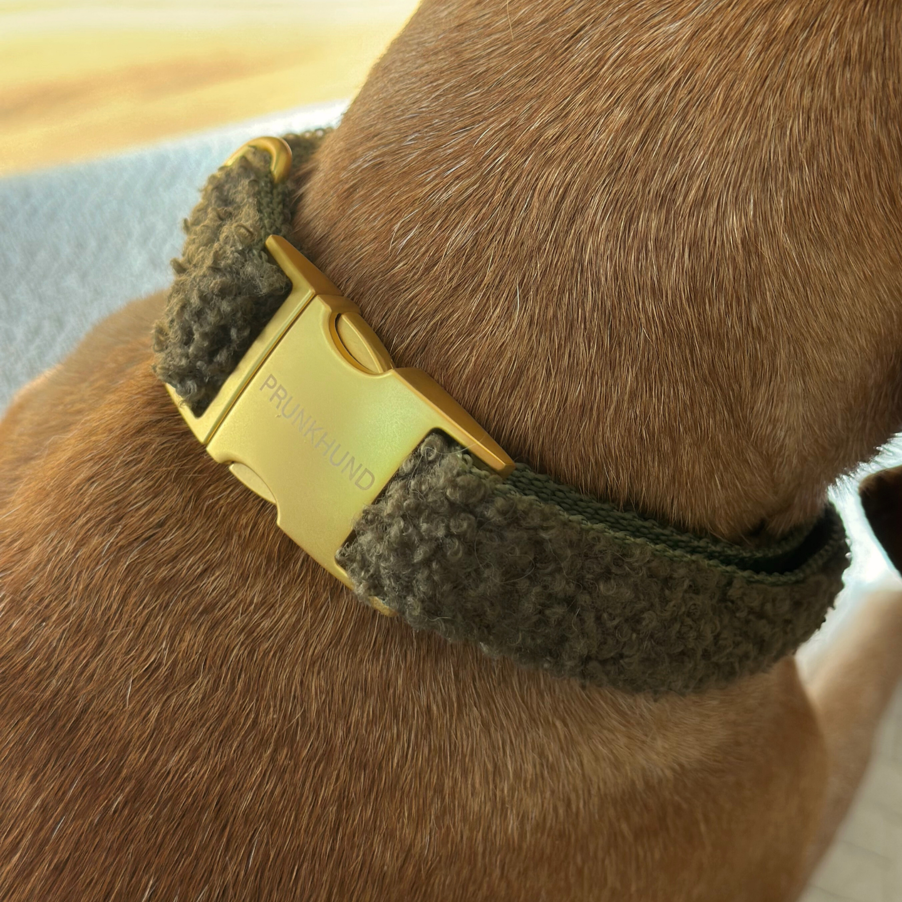 TEDDY tan collar