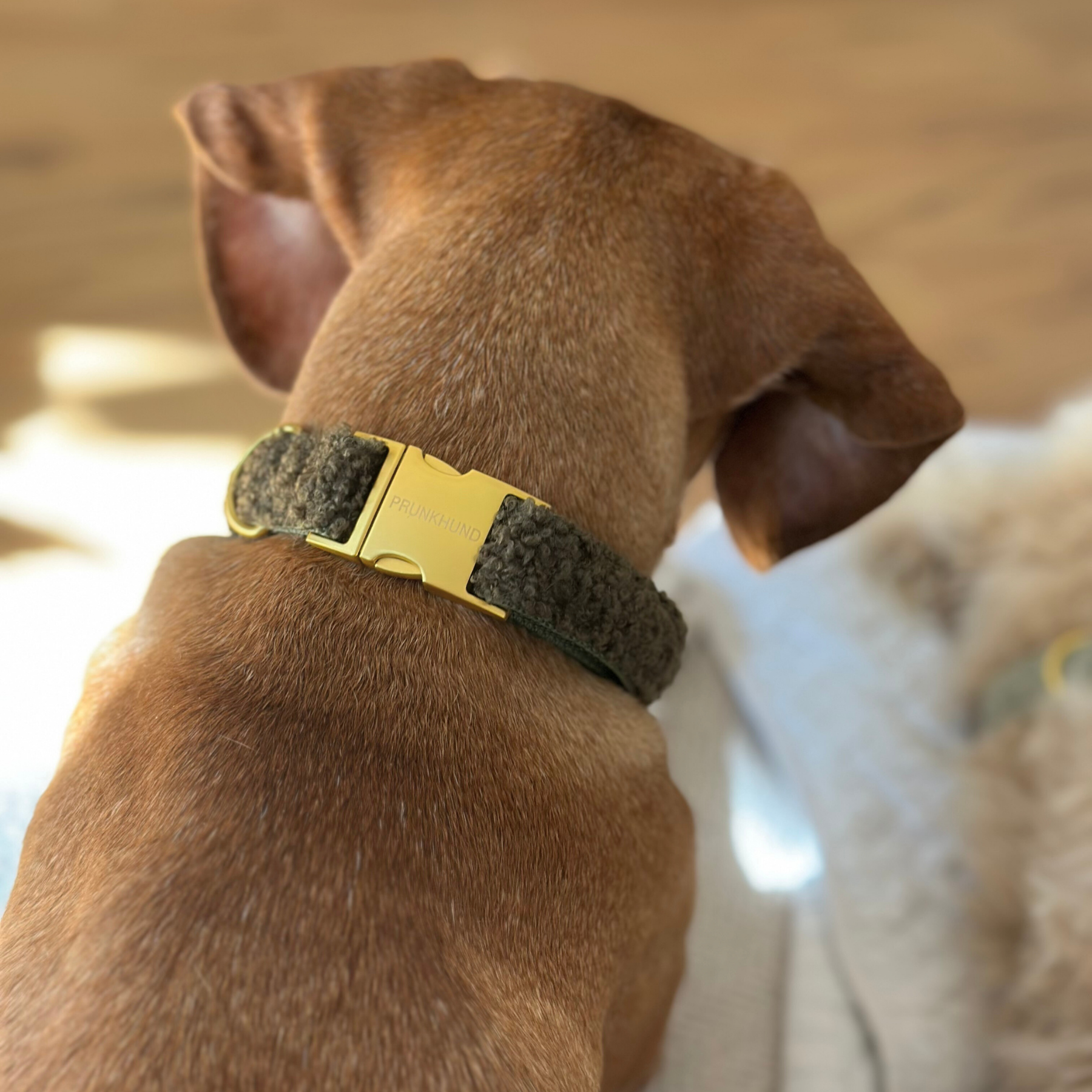 TEDDY tan collar