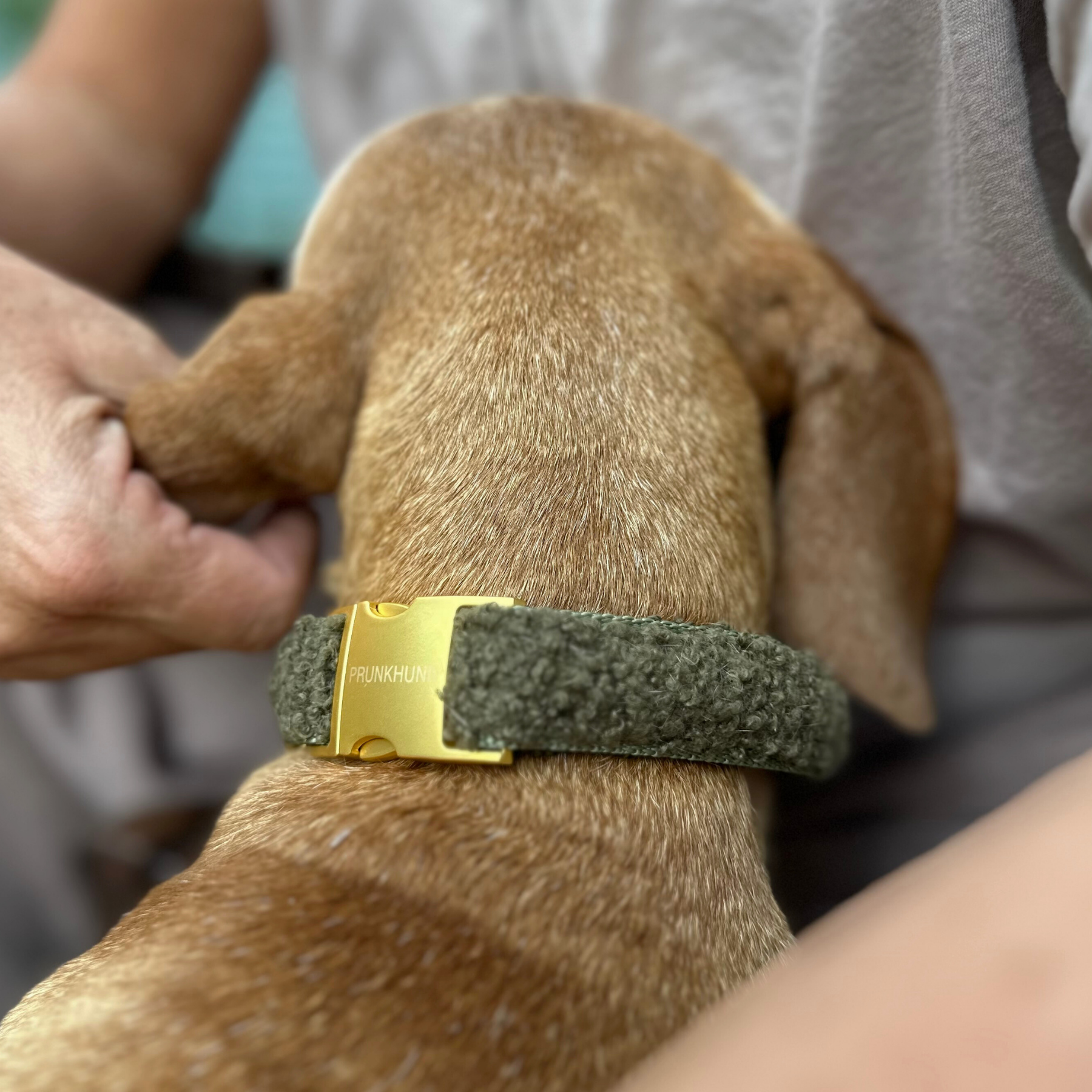 TEDDY tan collar