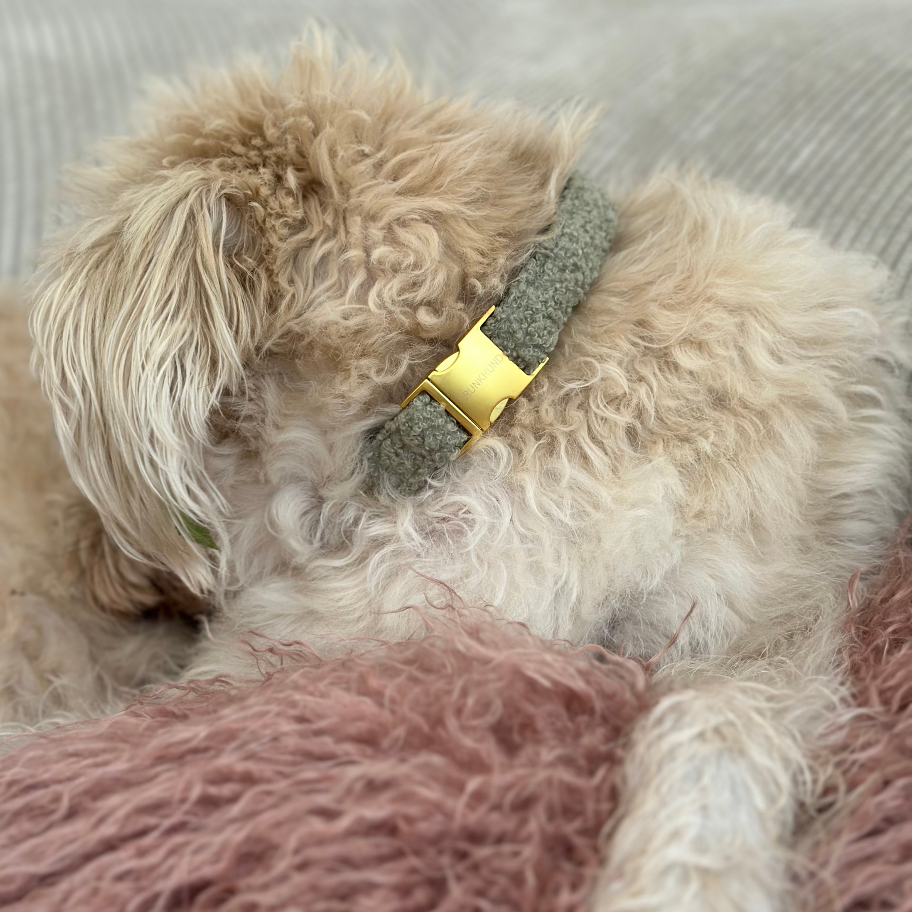 TEDDY tan collar