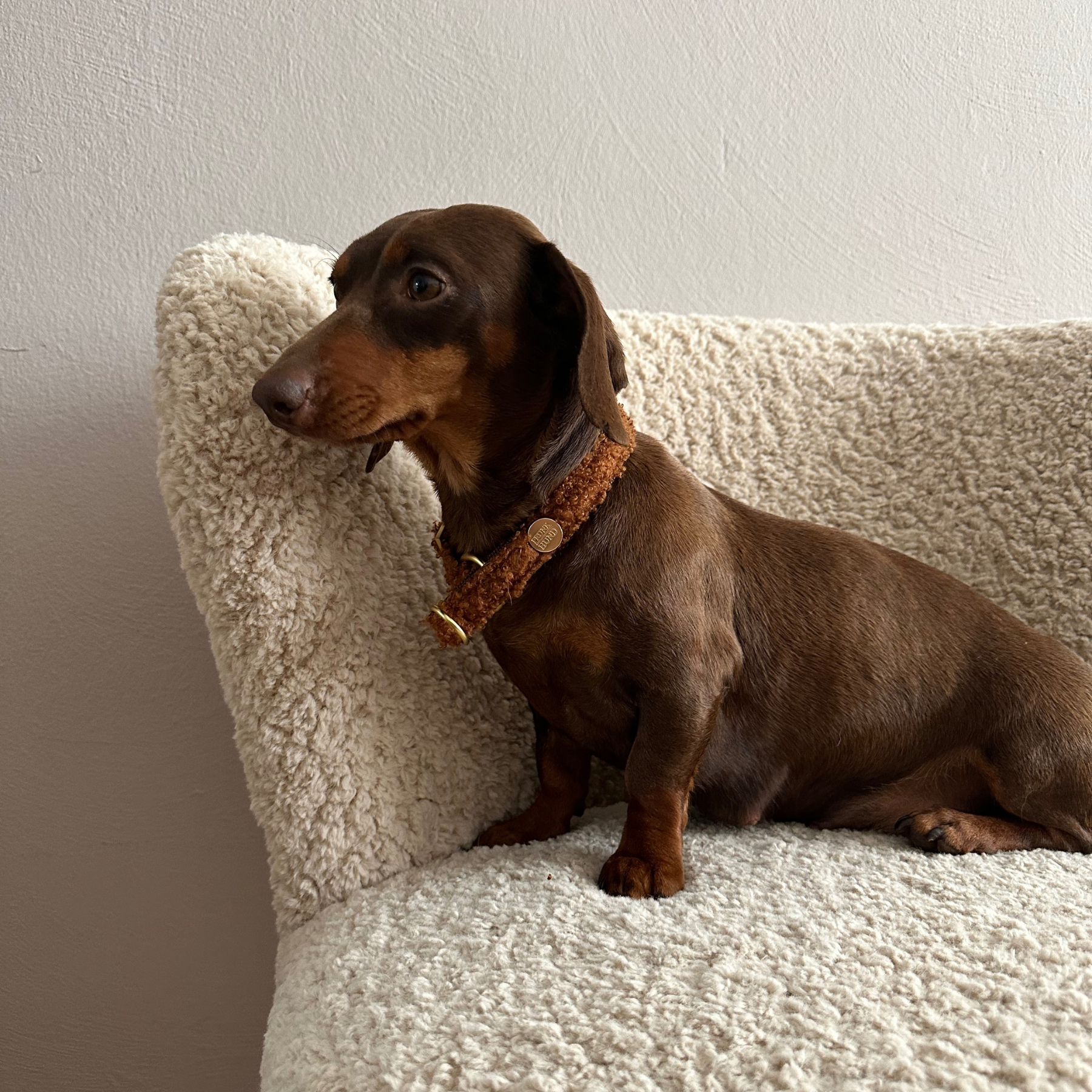 TEDDY tan marginale collar
