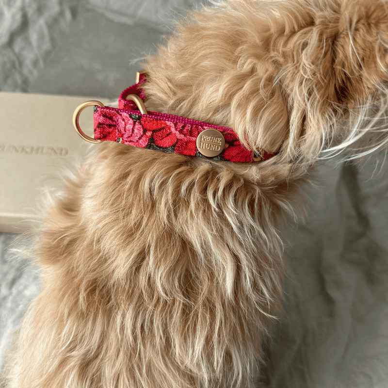 martingale collar BLOOM