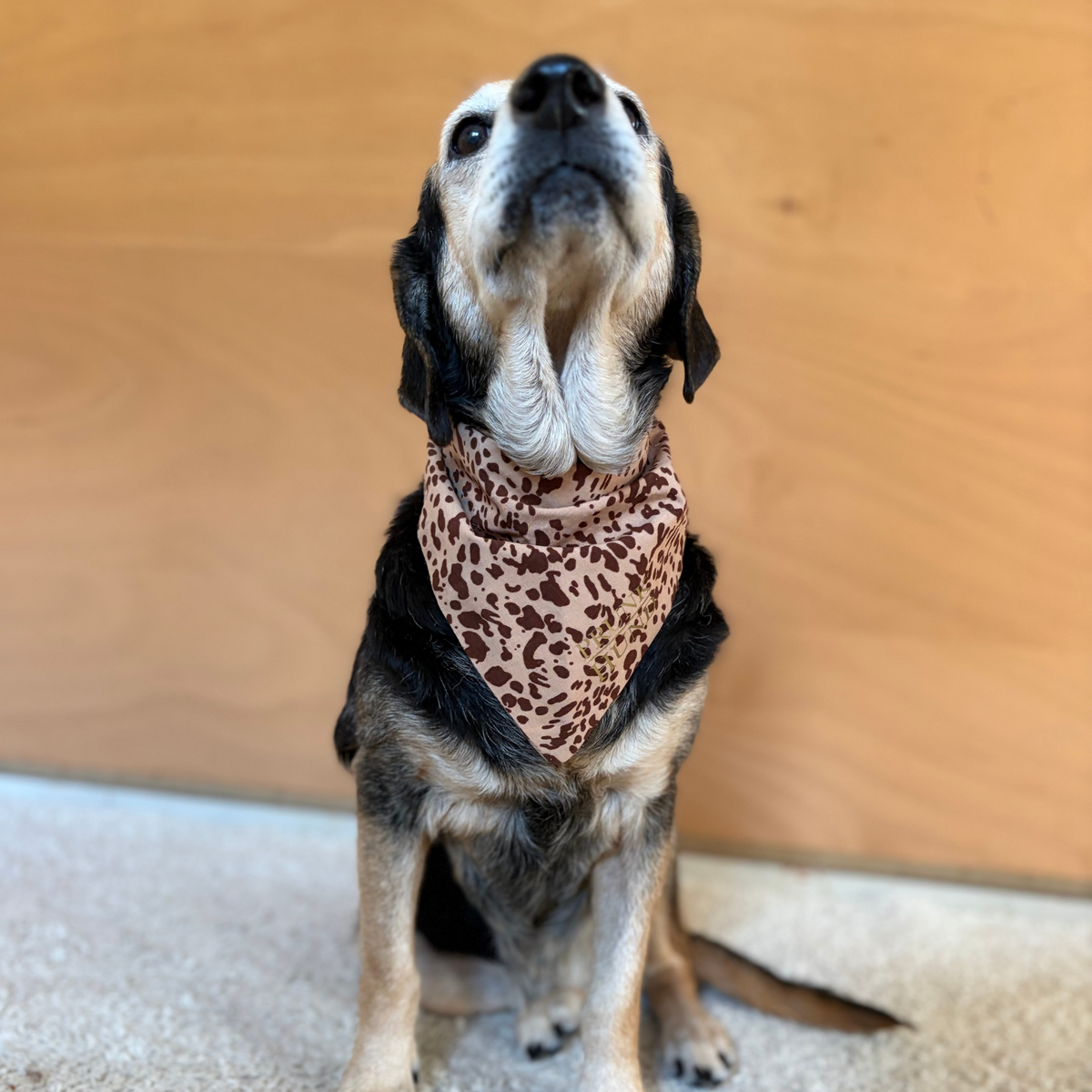 Dog bandana GOA garden