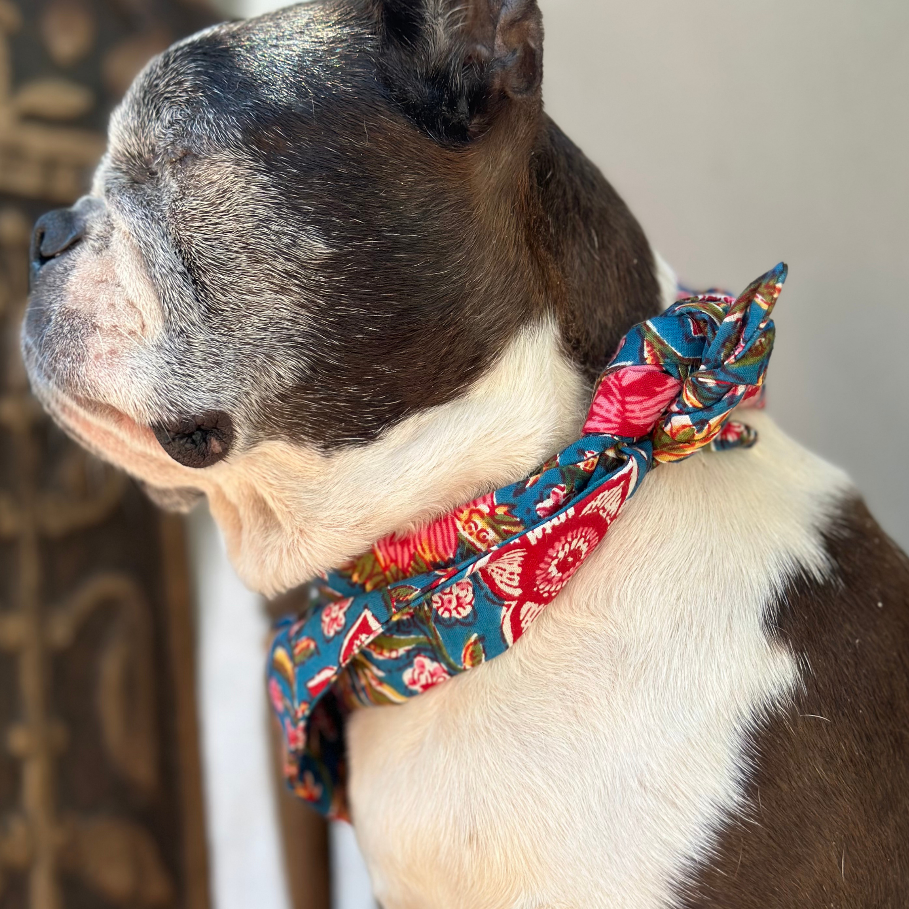Dog bandana PORTOBELLO
