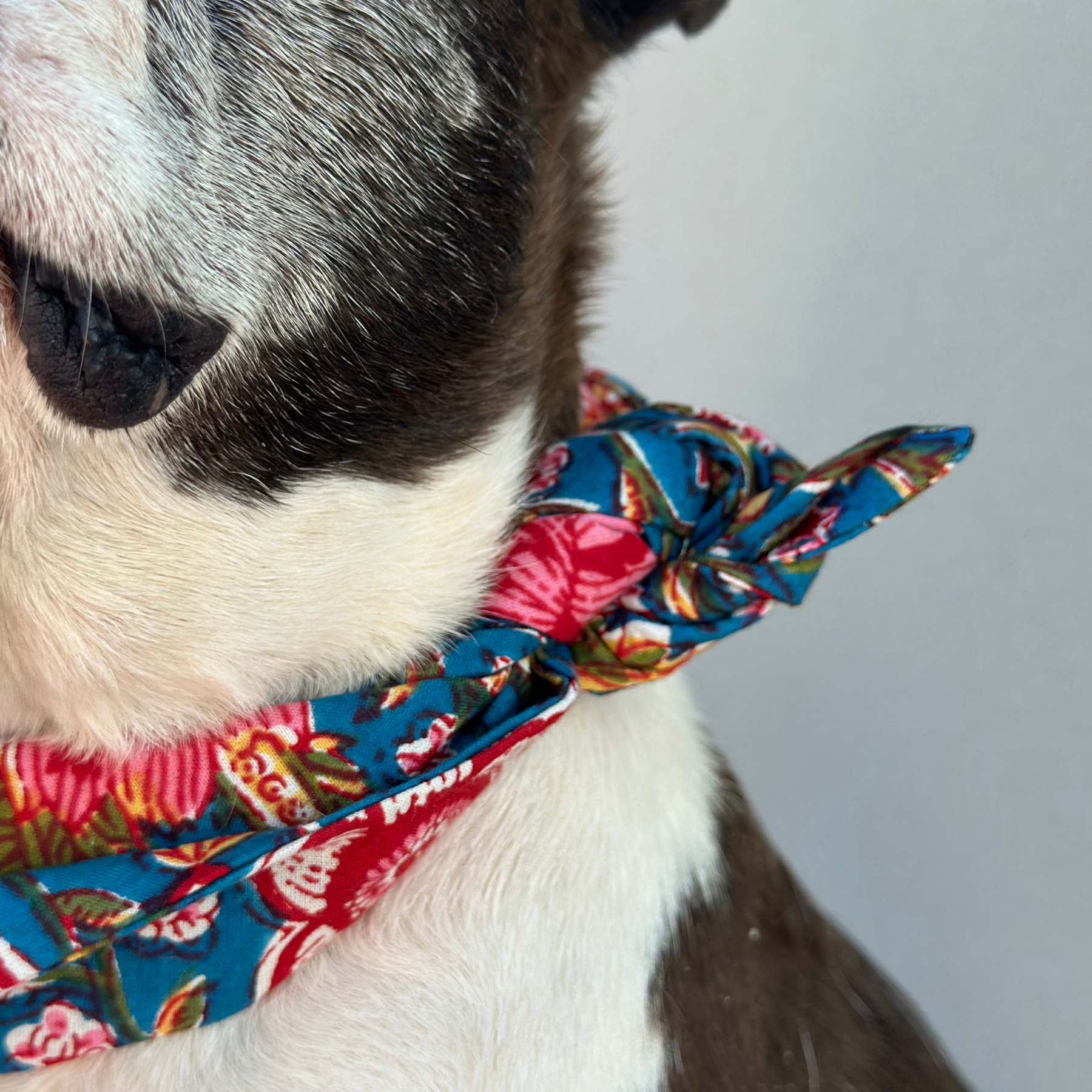 Dog bandana PORTOBELLO
