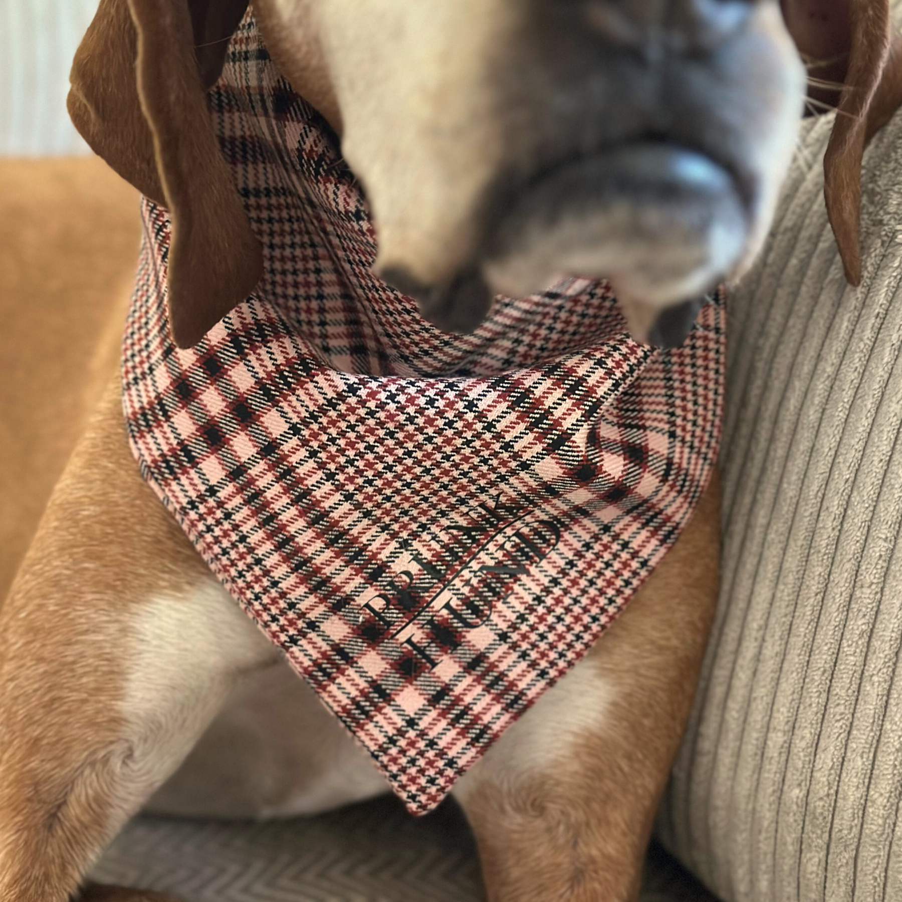 Dog Bandana URBAN