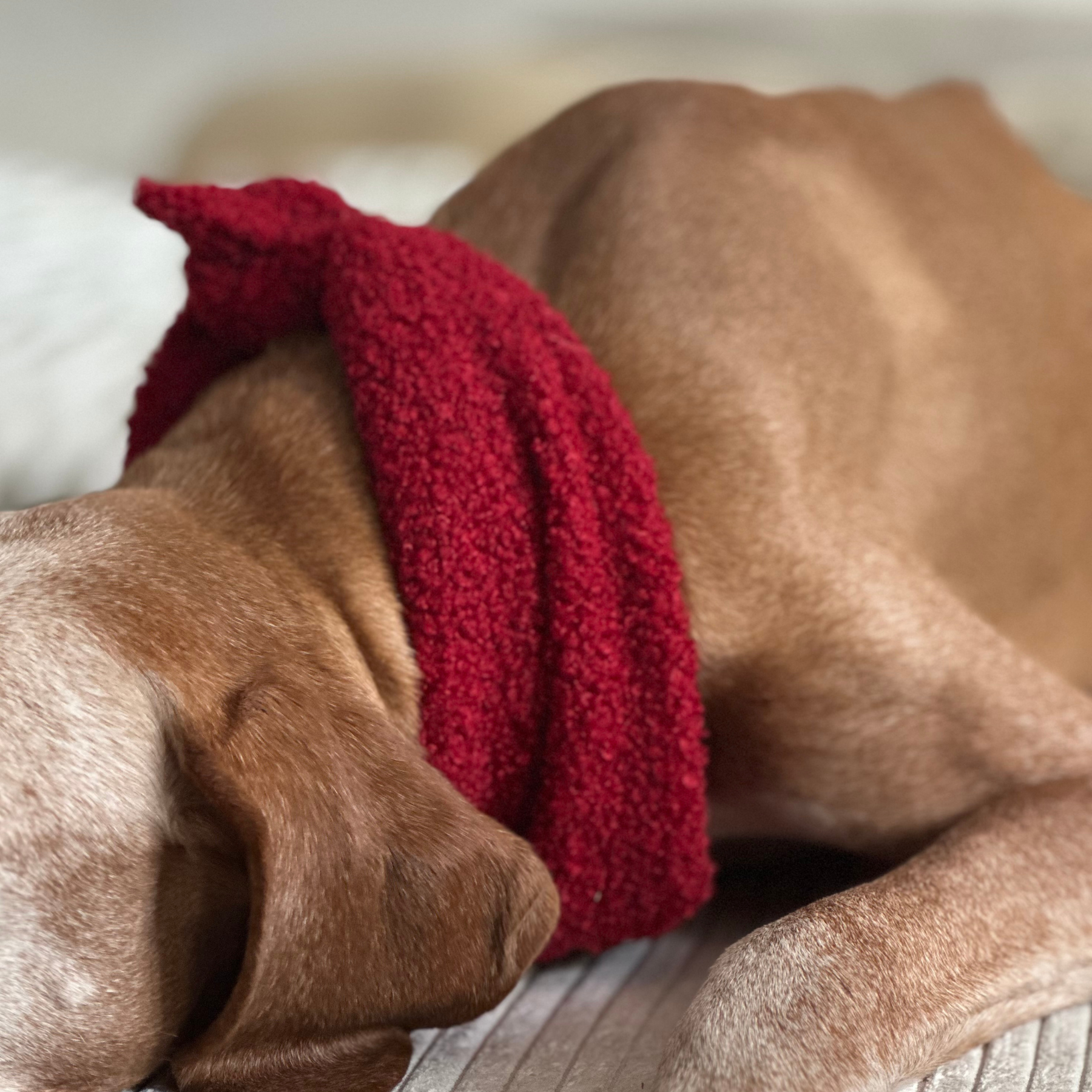 Dog bandana TEDDY tan