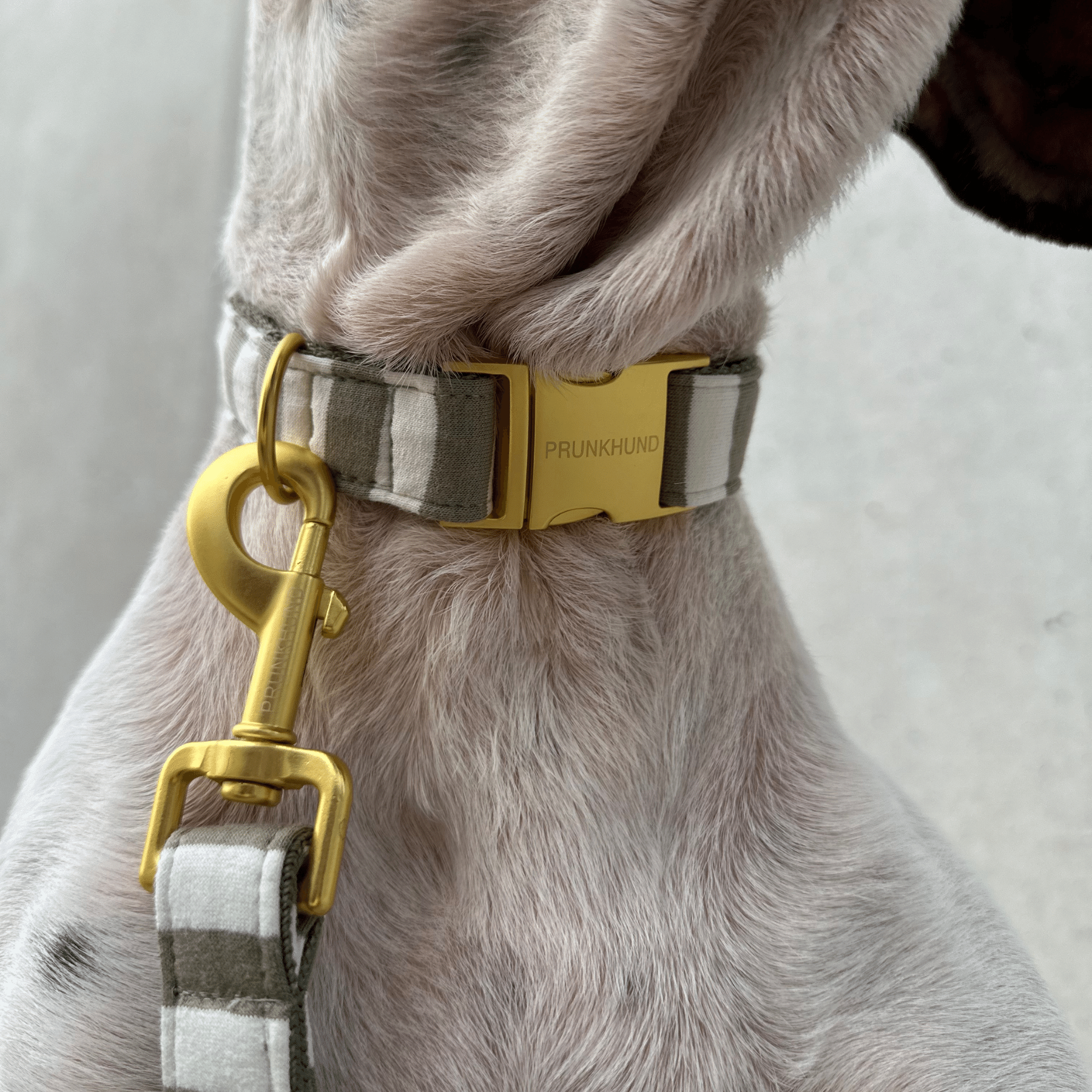 LIDO OLIVE leash