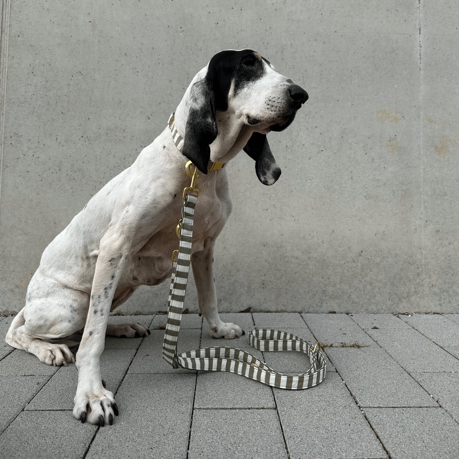 LIDO OLIVE leash