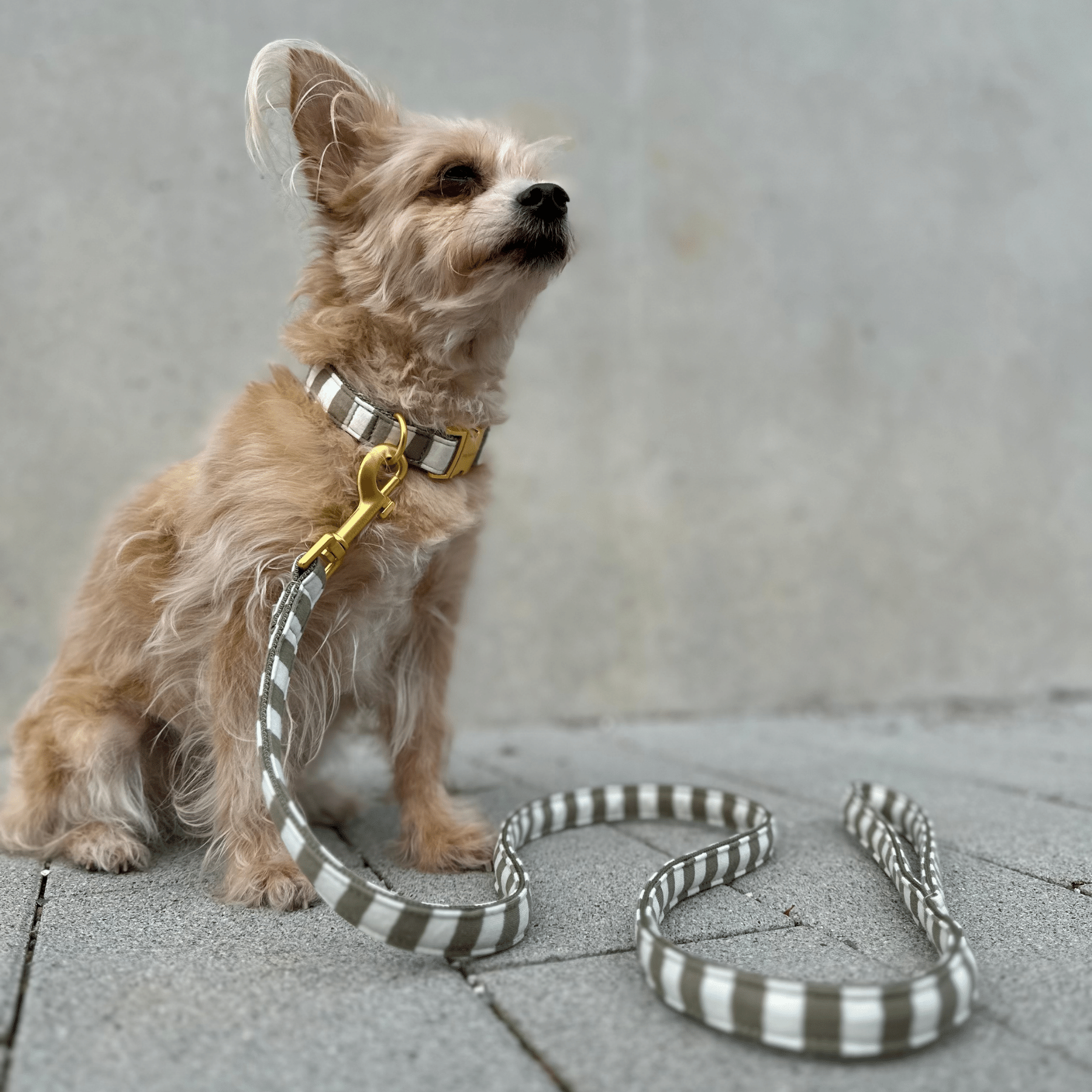 LIDO OLIVE leash