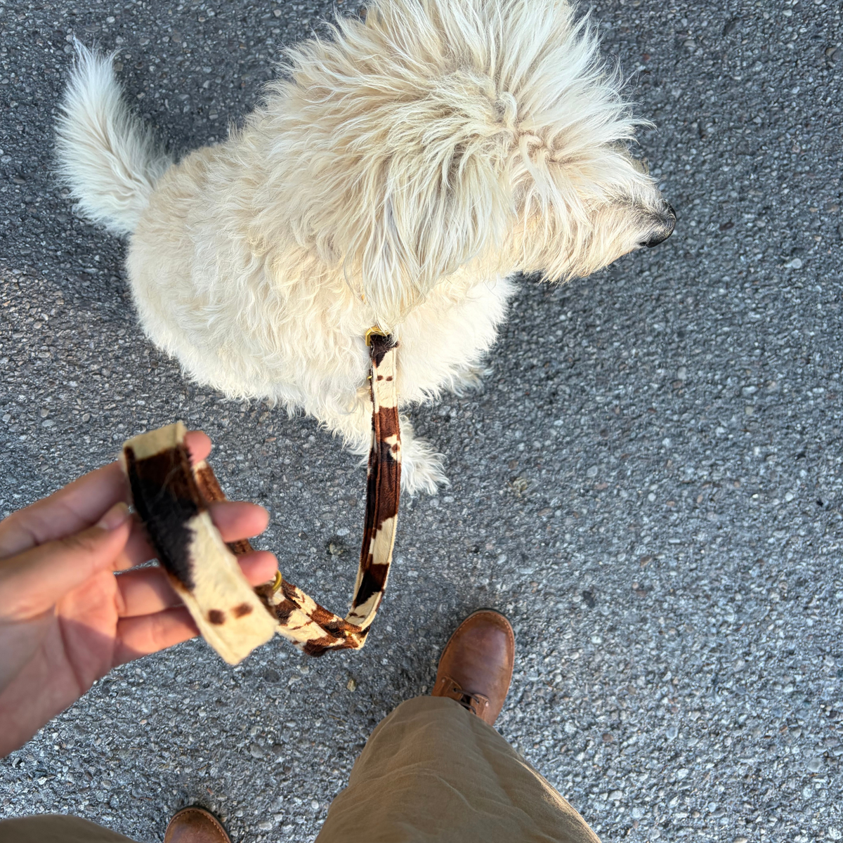 WILD LIFE leash