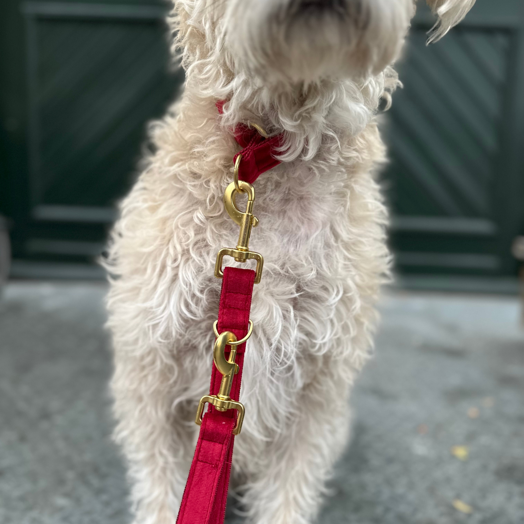 Leash SANTA BABY