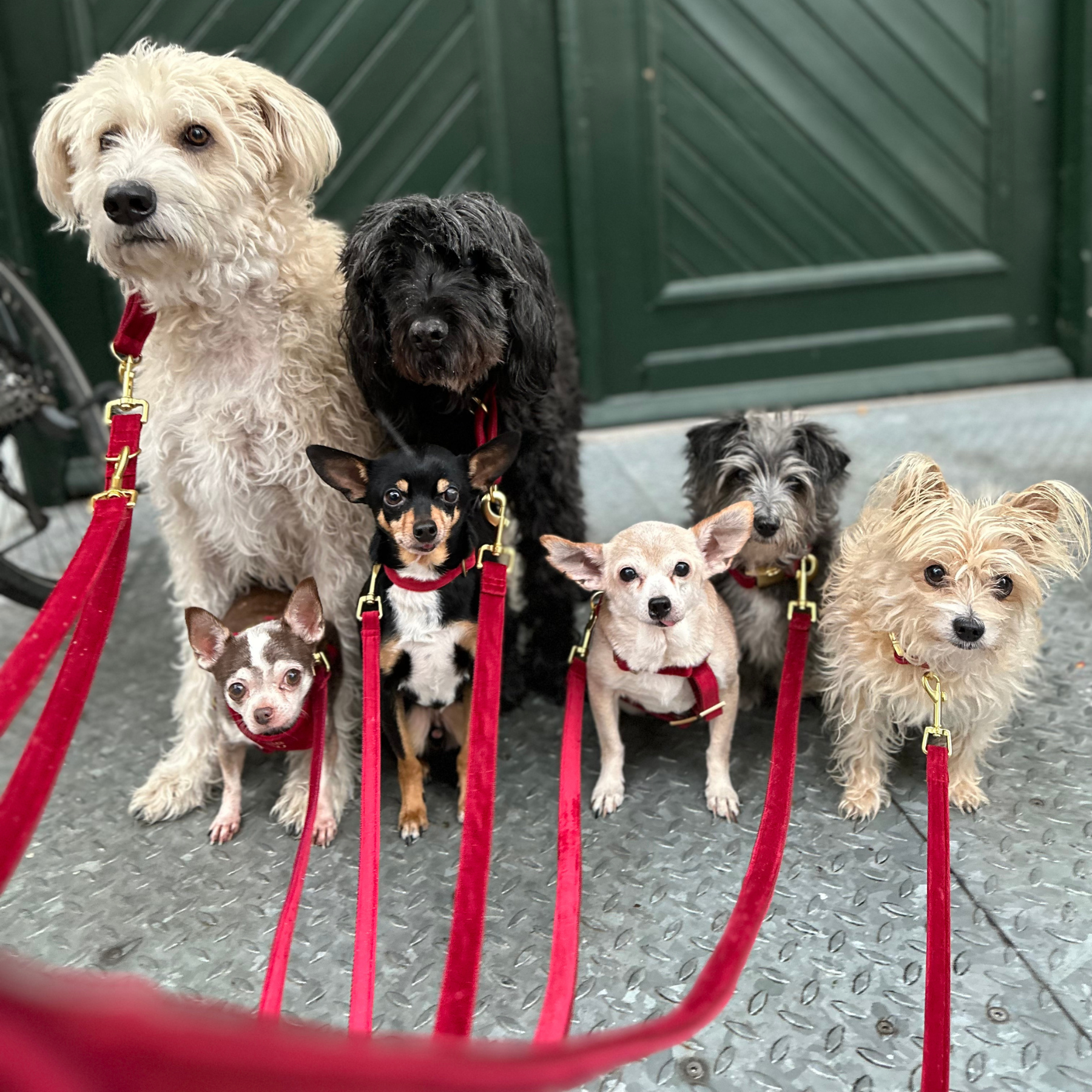 Leash SANTA BABY