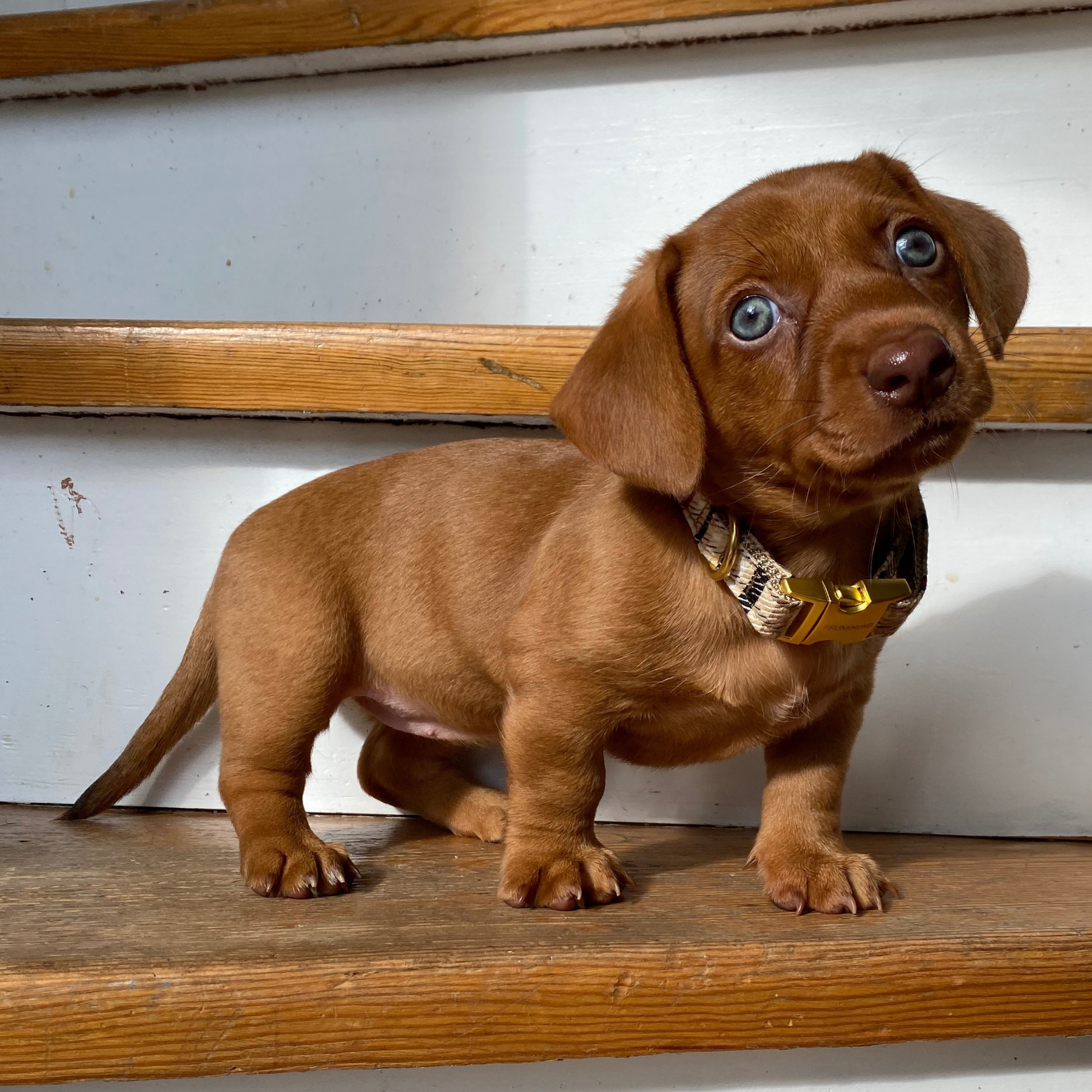 CLASSIC collar