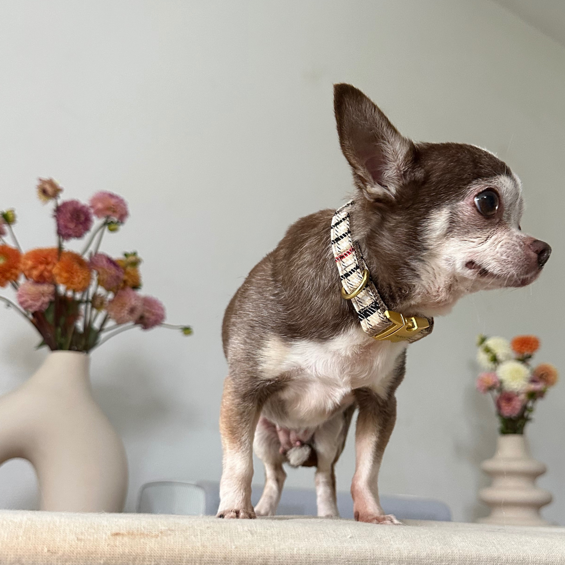 CLASSIC collar