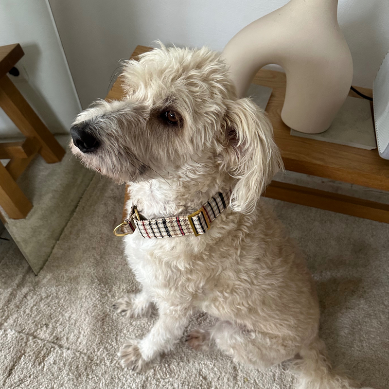 Zugstopp Halsband CLASSIC