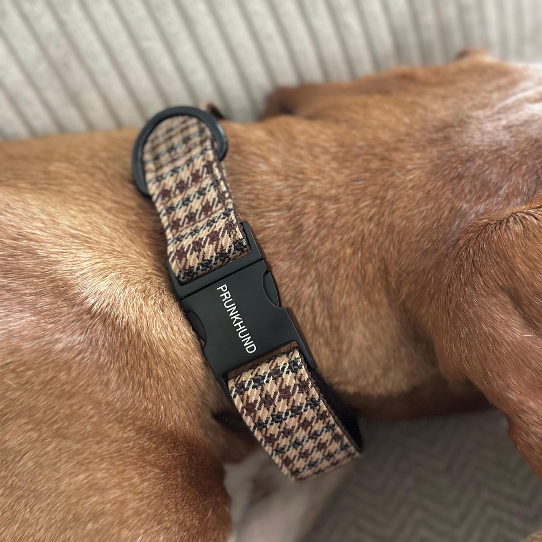 URBAN collar