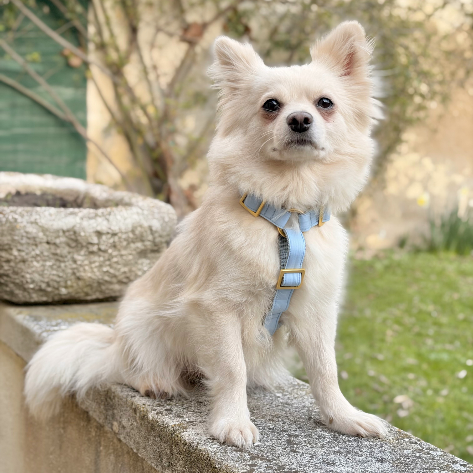 Dog harness WILD LIFE