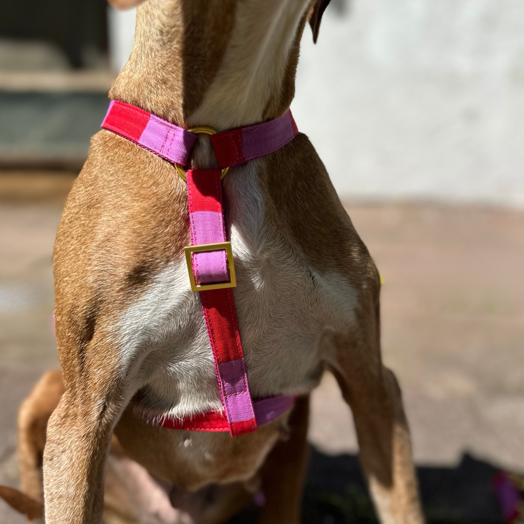 safety harness capri pink