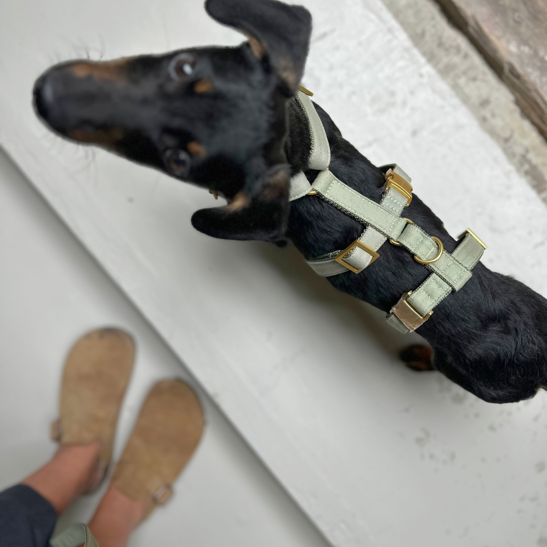 safety harness basic olive