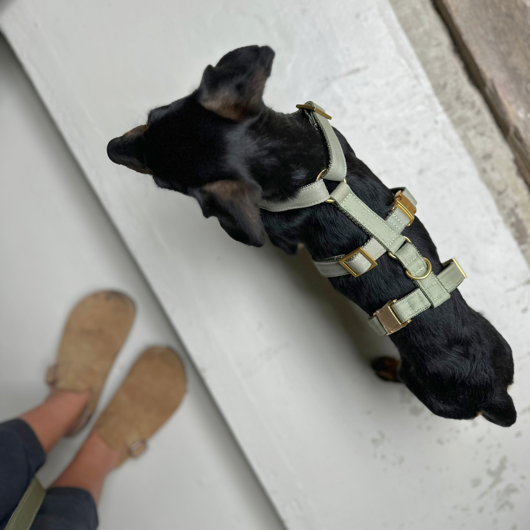 safety harness basic olive