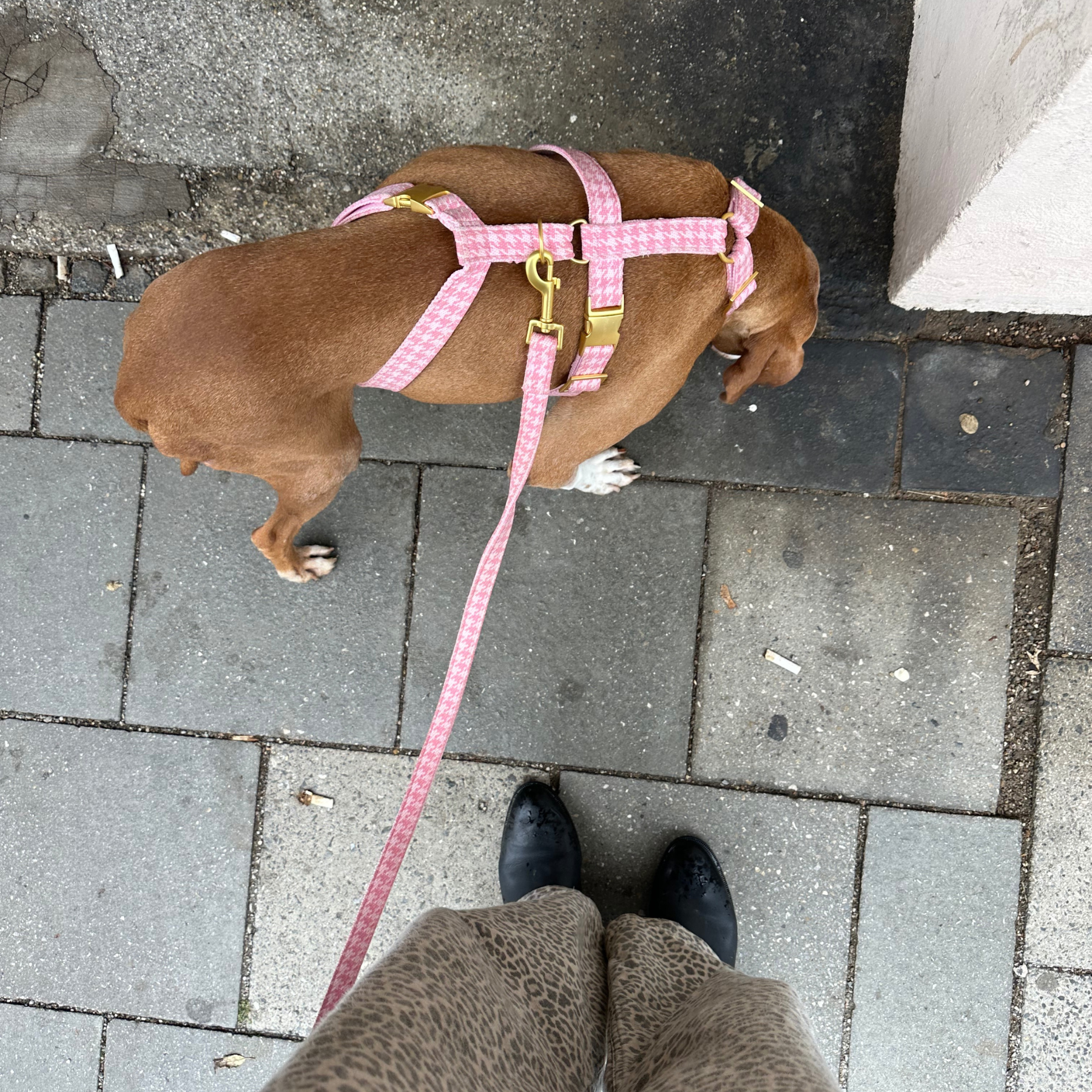 Sicherheitsgeschirr WINDSOR