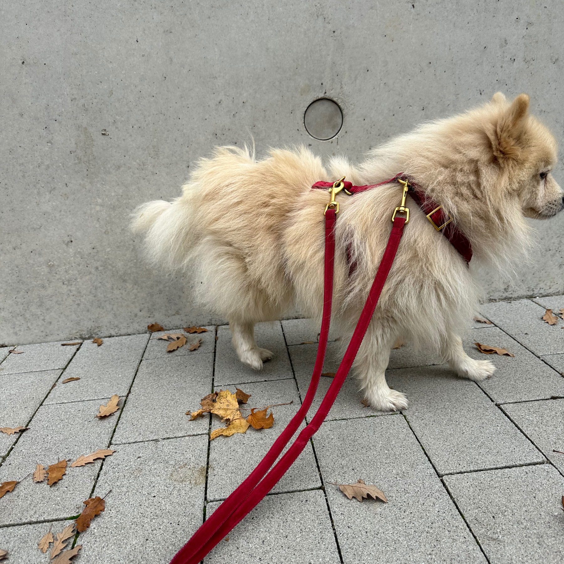 Dog harness WILD LIFE