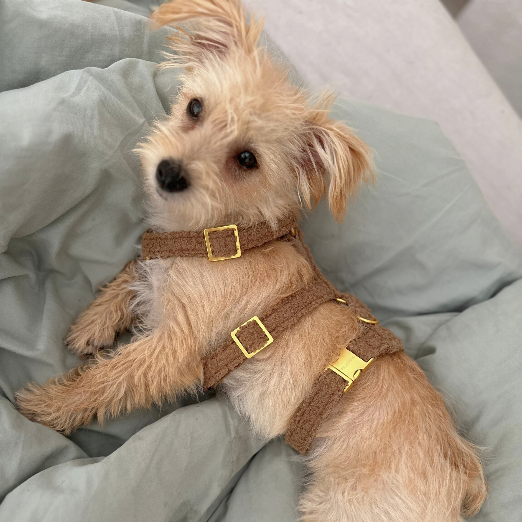 safety harness TEDDY tan