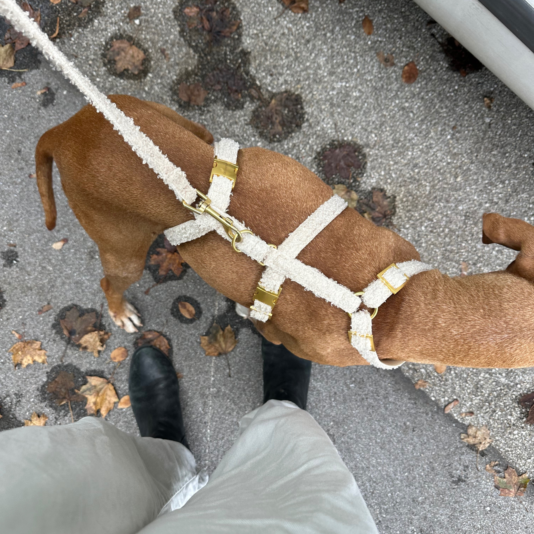 safety harness TEDDY cream