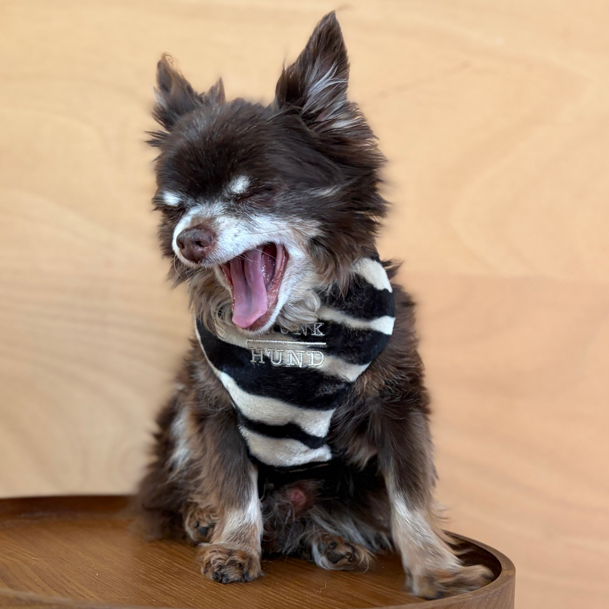 TEDDY black soft harness