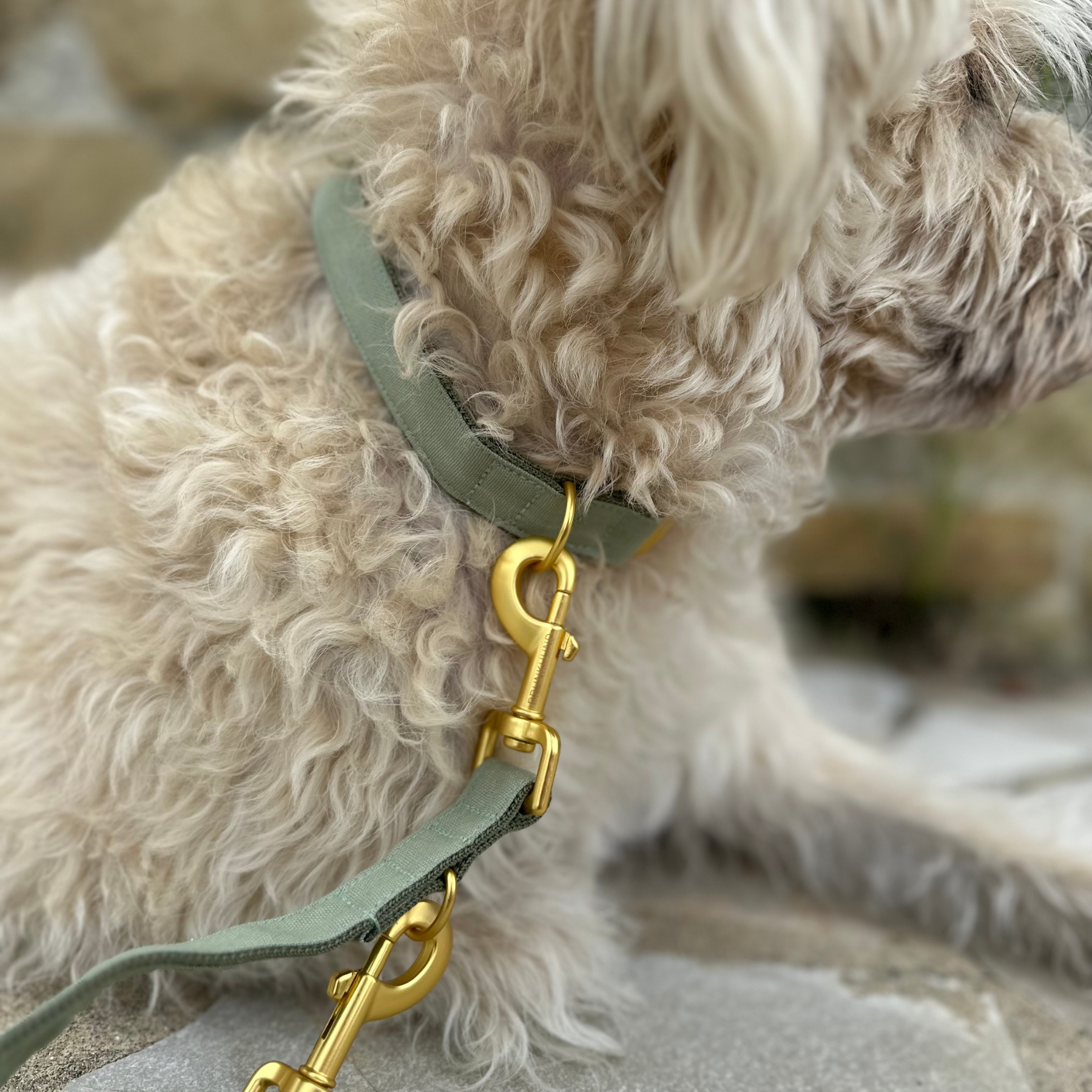 basic olive leash