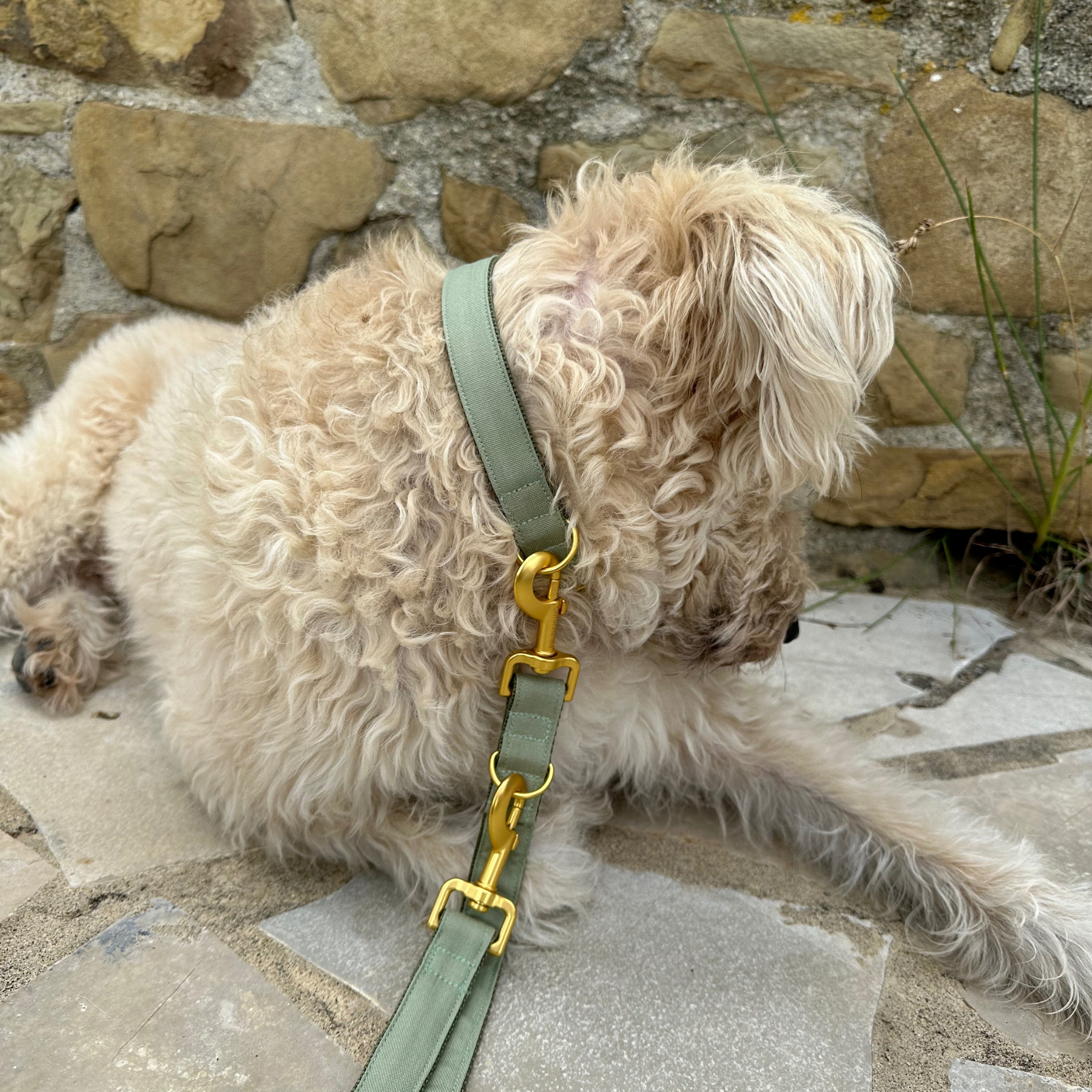 basic olive leash