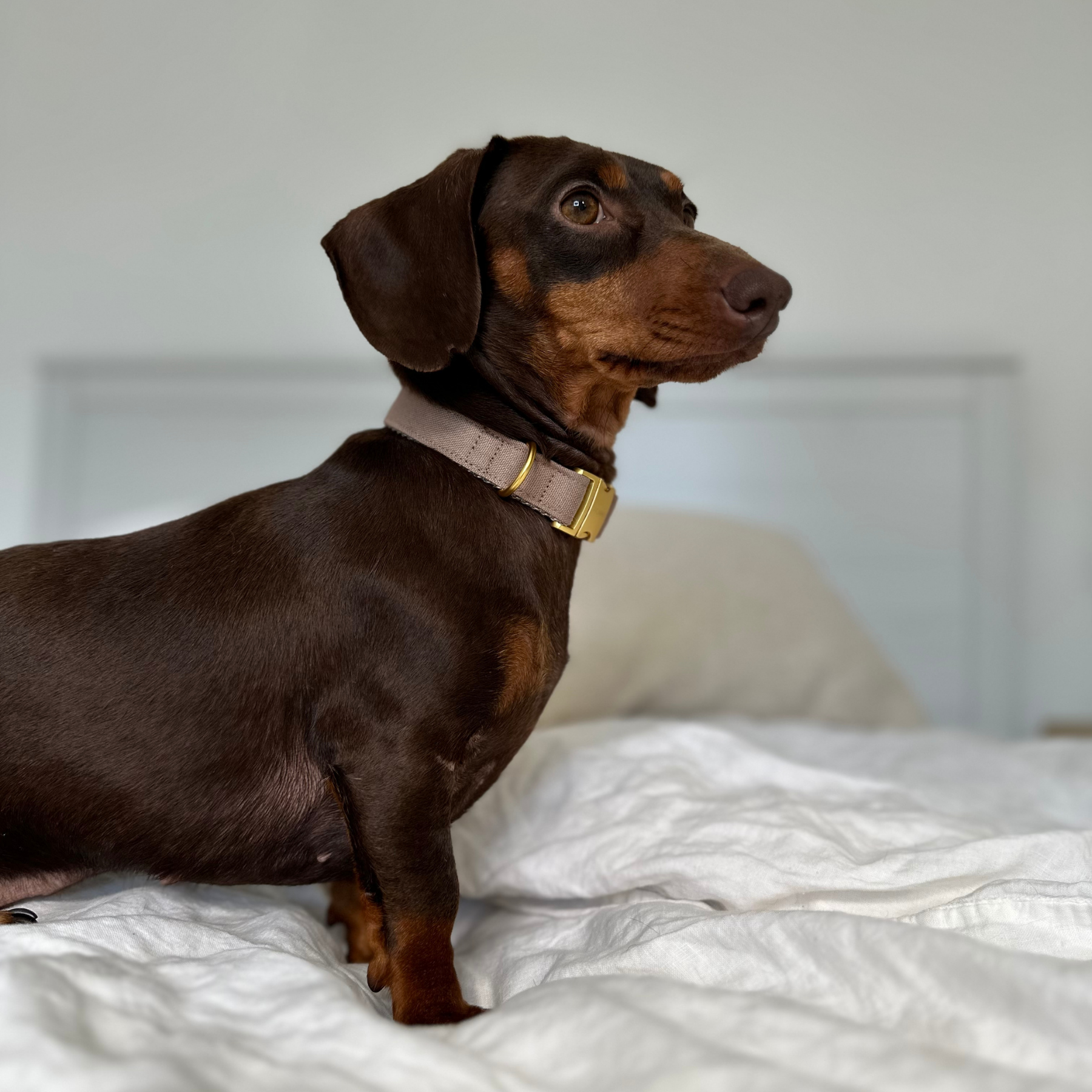 BASIC tan collar